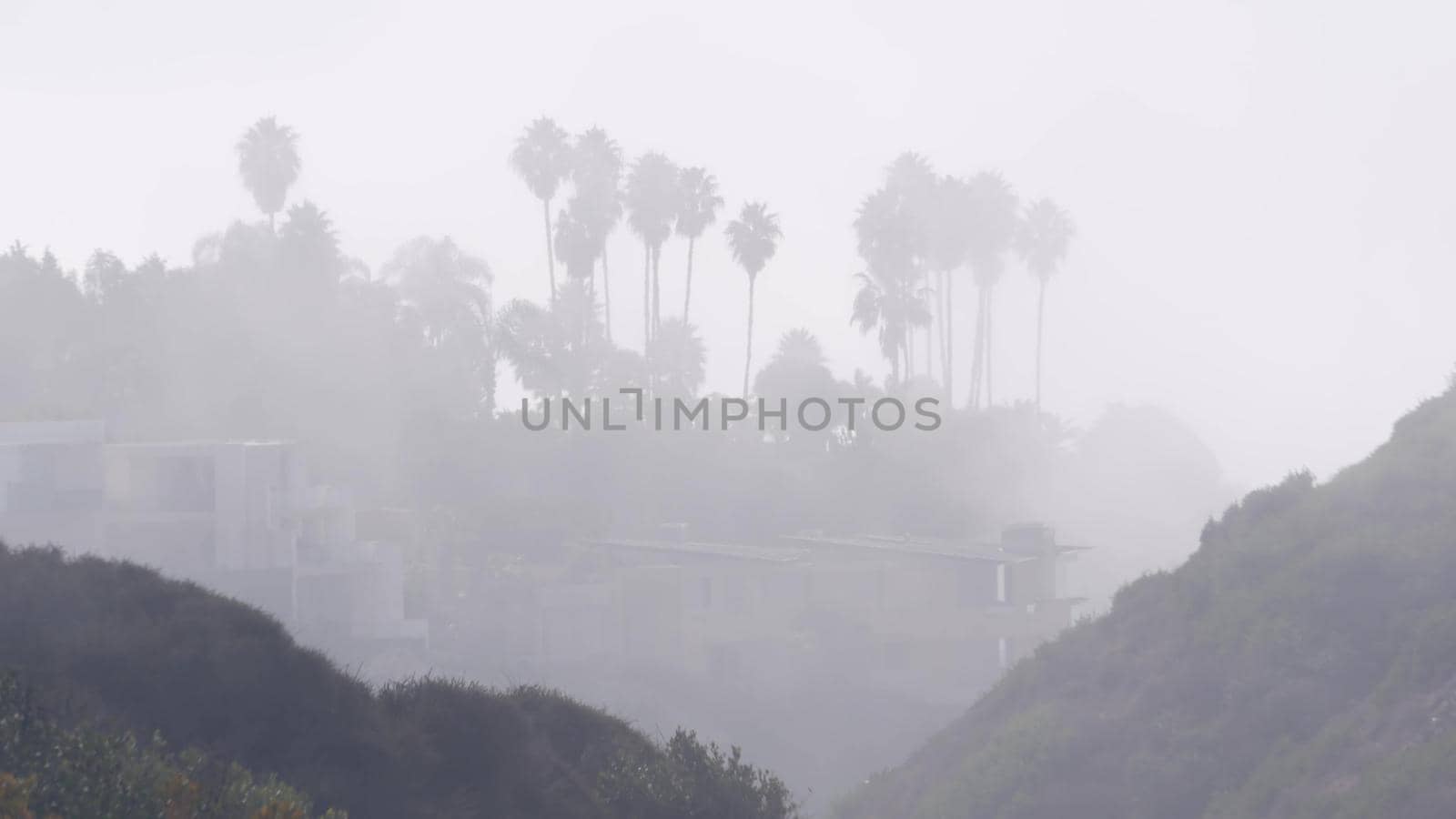 Palm trees on cliff or bluff, foggy weather, California coast, misty white air. by DogoraSun