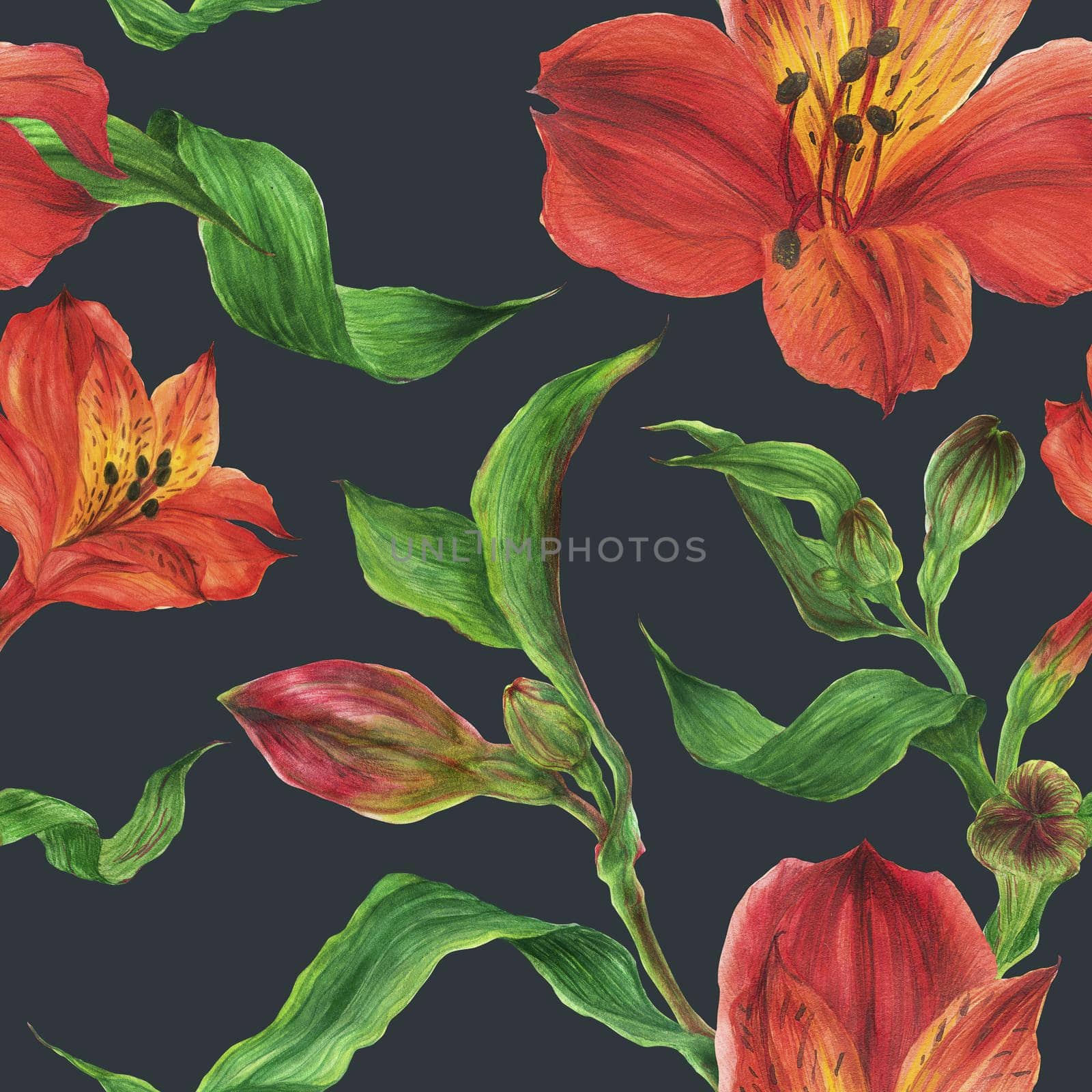 Floral seamless pattern with red alstroemeria on a dark background, botanical watercolor with clipping path