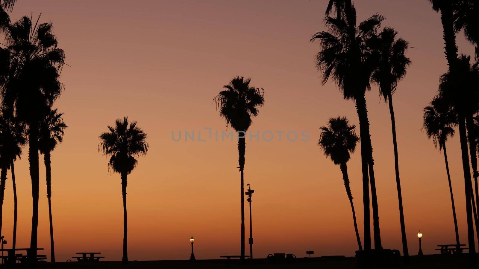 Silhouettes of people and palm trees on beach at sunset, California coast, USA. by DogoraSun