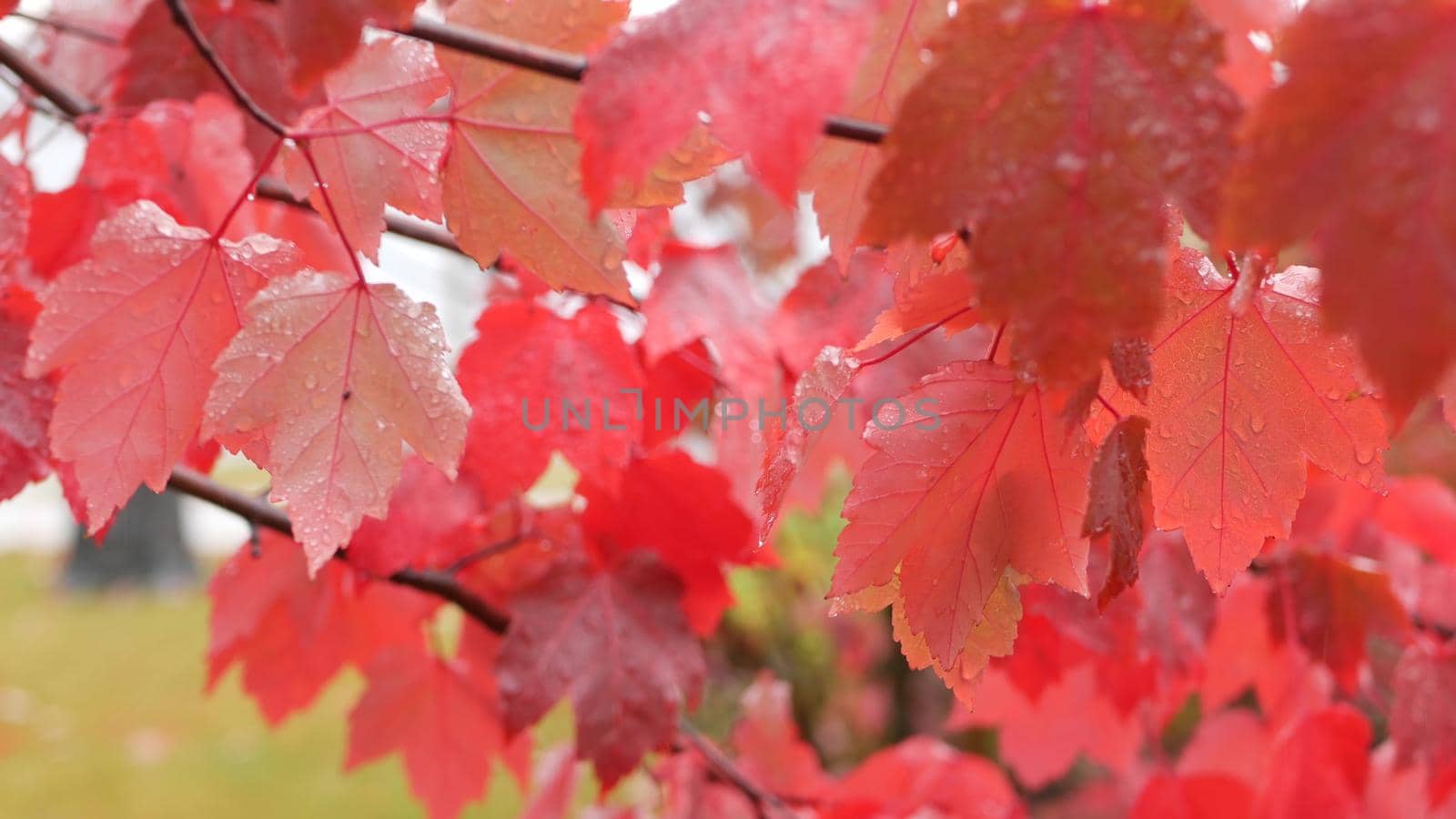 Rain drops on red autumn maple tree leaves. Water droplets, wet fall leaf in forest or woods. September, october or november weather. Leafage in moist park . Seasonal foliage on plant branch.
