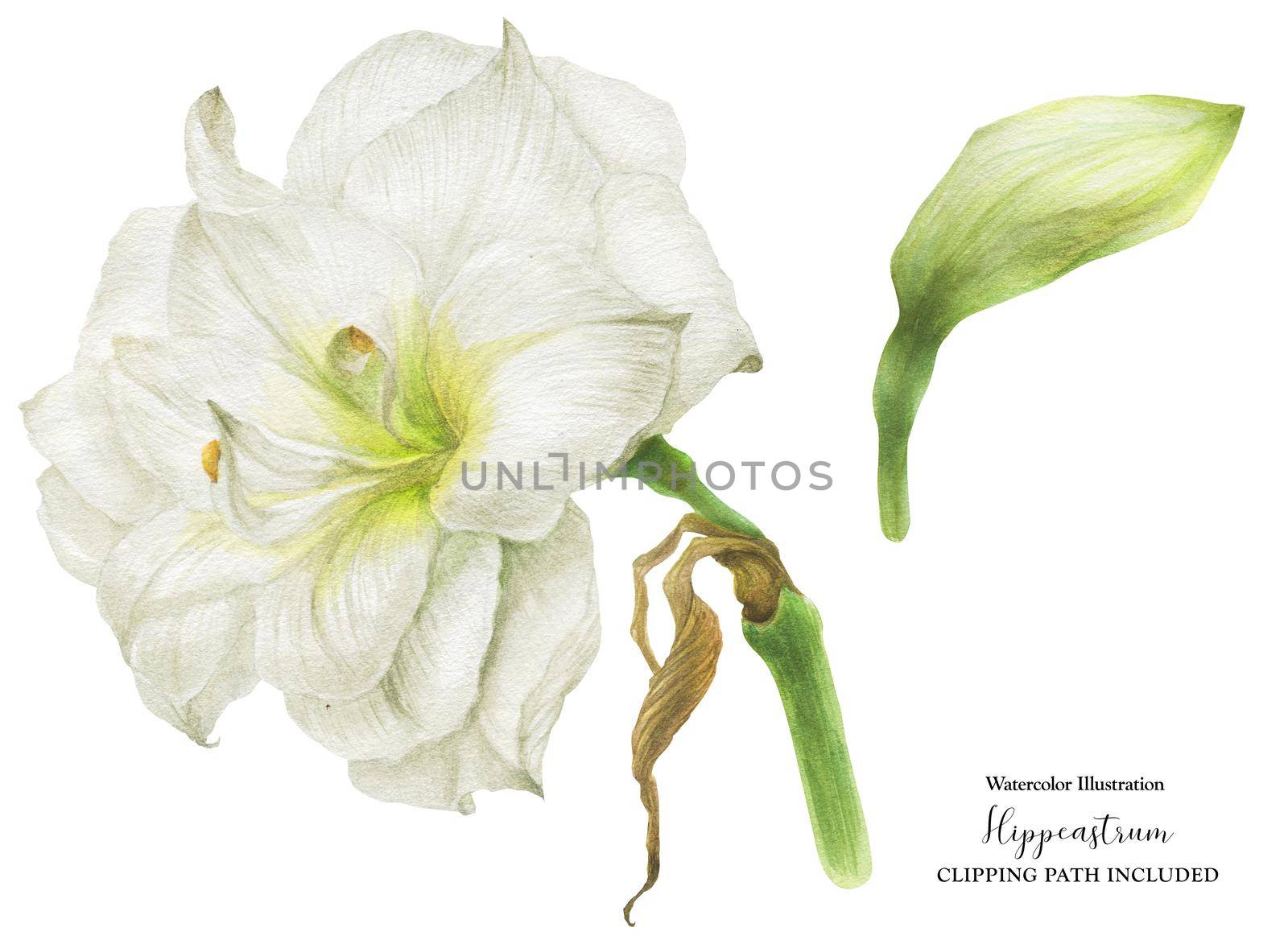 Hippeastrum flower and bud, botanical watercolor with clipping path