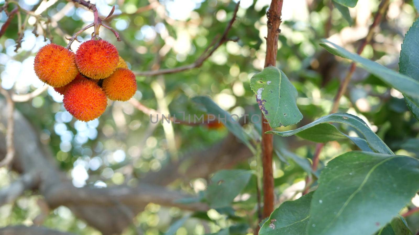 Strawberry tree fruit, irish arbutus unedo berry, cain cane apple. Europe flora. by DogoraSun