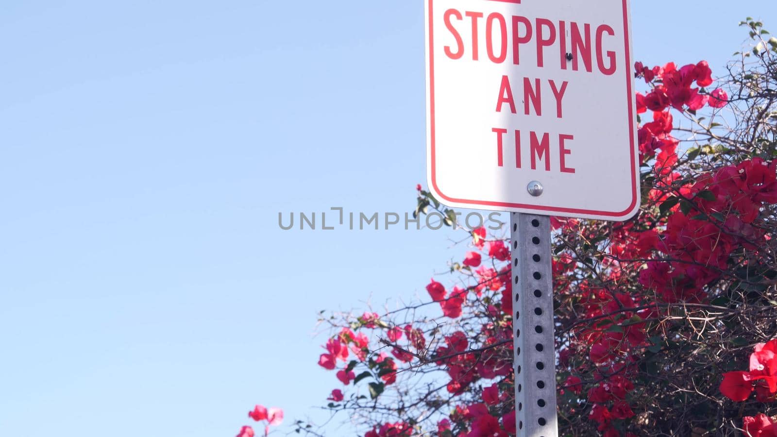 No stopping any time road sign, California city street, USA. Bougainvillea bloom by DogoraSun