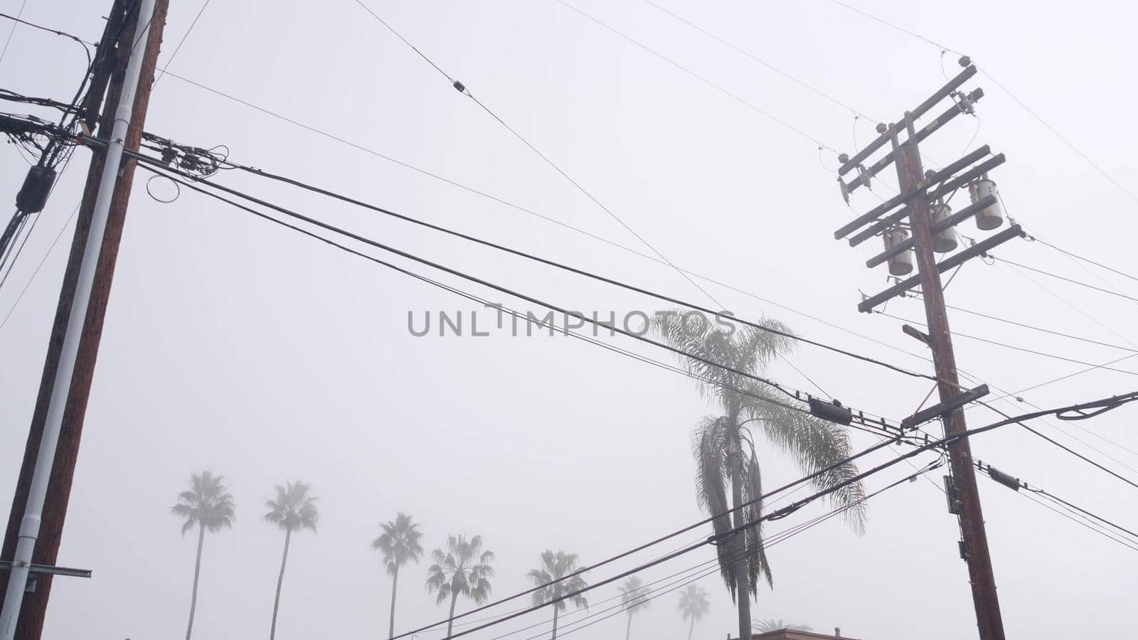 Palm trees in fog on city street, misty foggy weather and power line, California by DogoraSun
