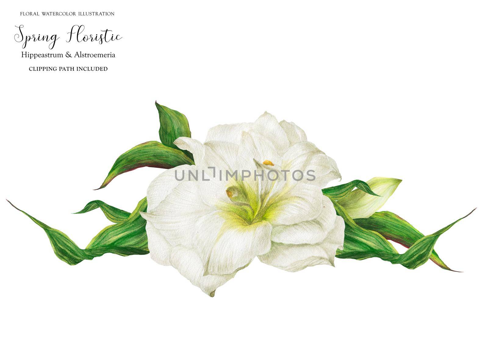 Wedding vignette with white hippeastrum flower, realistic watercolor illustration with clipping path