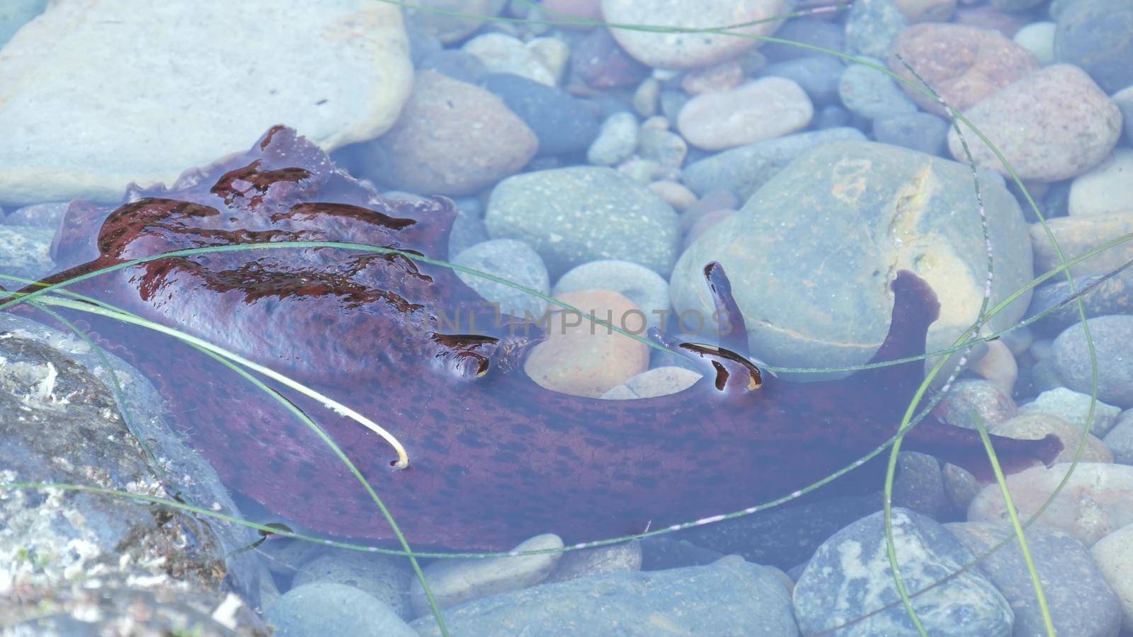 Sea hares mollusc in tide pool water, red mollusk in tidepool Anaspidea animal. by DogoraSun