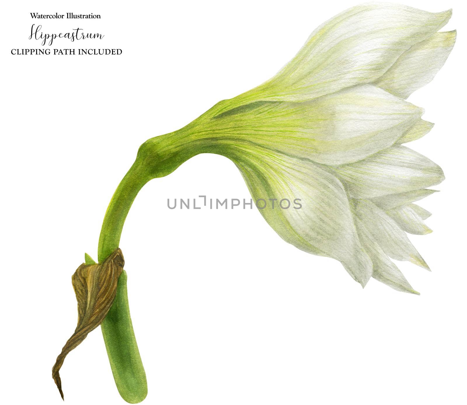 Hippeastrum flower side view, botanical watercolor with clipping path