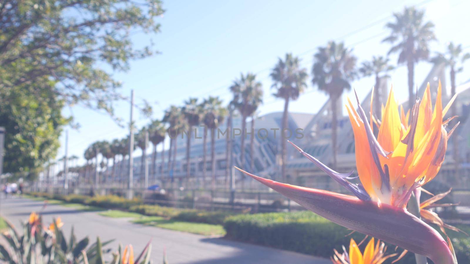 Palm trees and strelitzia crane flower, California. Palmtrees, bird of paradise. by DogoraSun