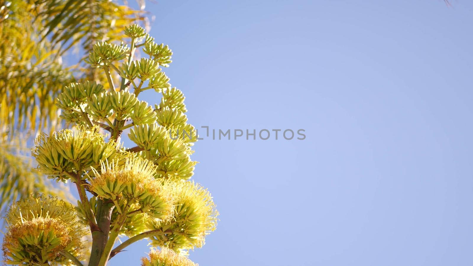 Agave flower, century or sentry plant bloom blossom or inflorescence. California by DogoraSun