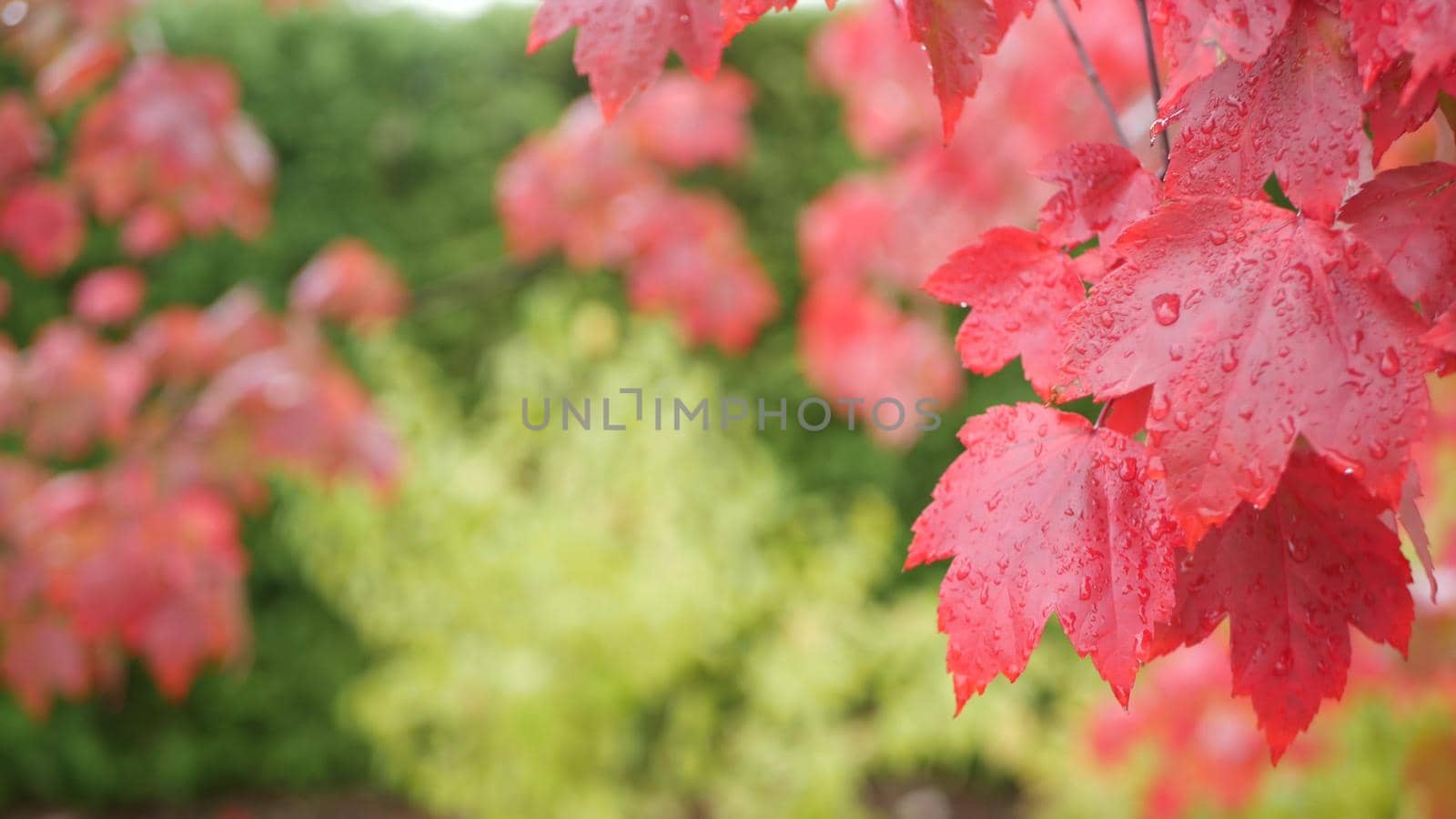 Rain drops on red autumn maple tree leaves. Water droplets, wet fall leaf in forest or woods. September, october or november weather. Leafage in moist park . Seasonal foliage on green background.