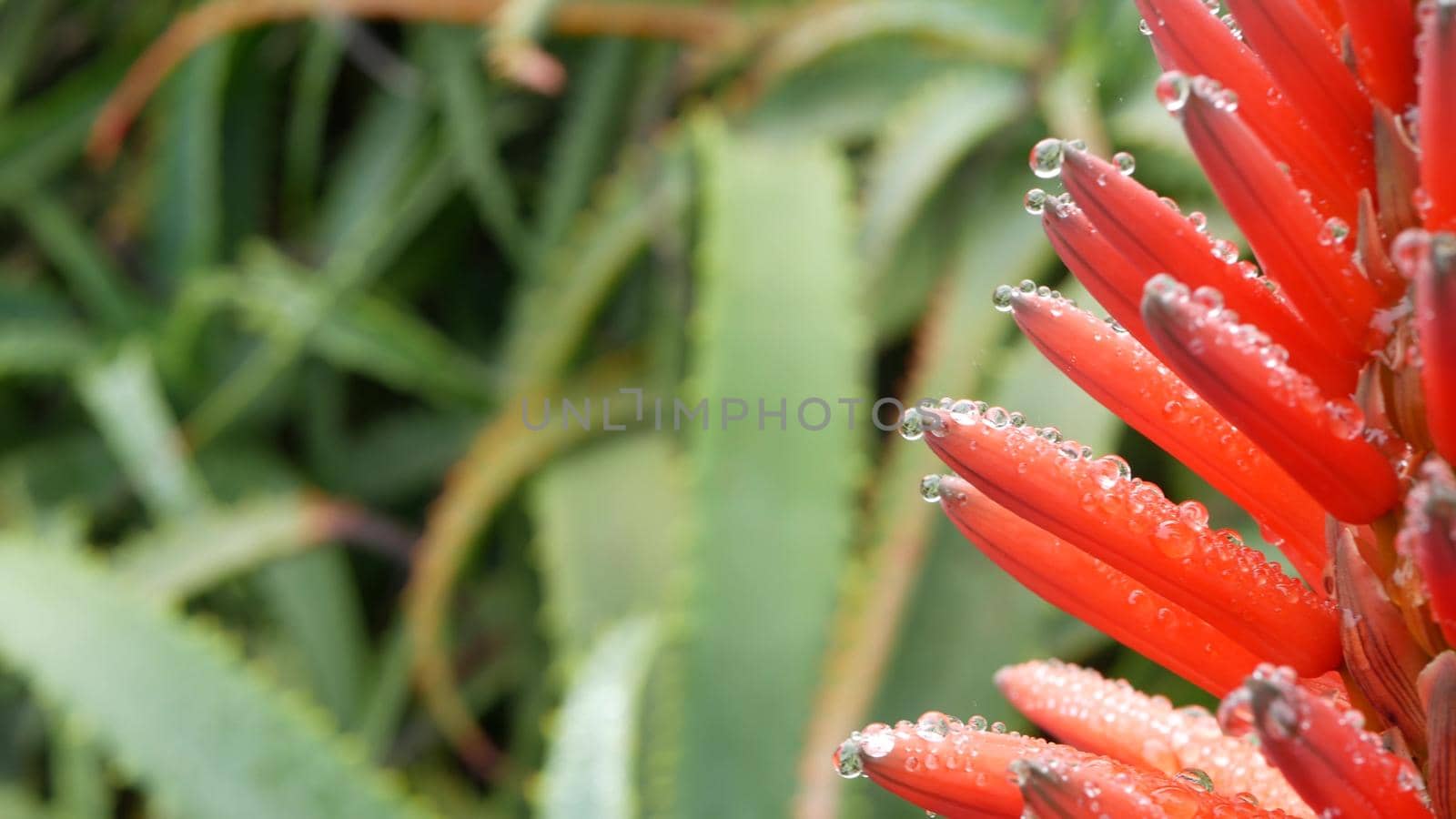 Fresh juicy wet red aloe vera flower in raindrops, dew or rain drops. California by DogoraSun