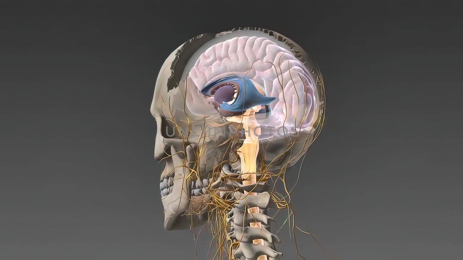 Human nervous system, system that conducts stimuli from sensory receptors to the brain and spinal cord and conducts impulses back to other parts of the body. 3d illustration