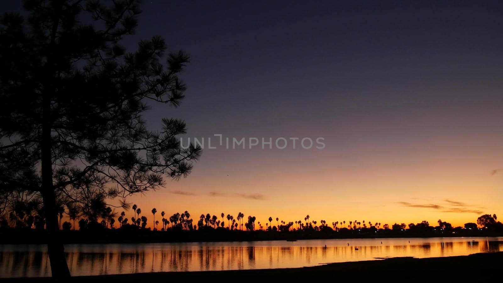 Palm trees and pine silhouettes on sunset ocean beach, California coast, USA. Reflection of purple pink orange sky in calm water of Mission Bay Park, San Diego shore. Sea surface and tropical sundown.