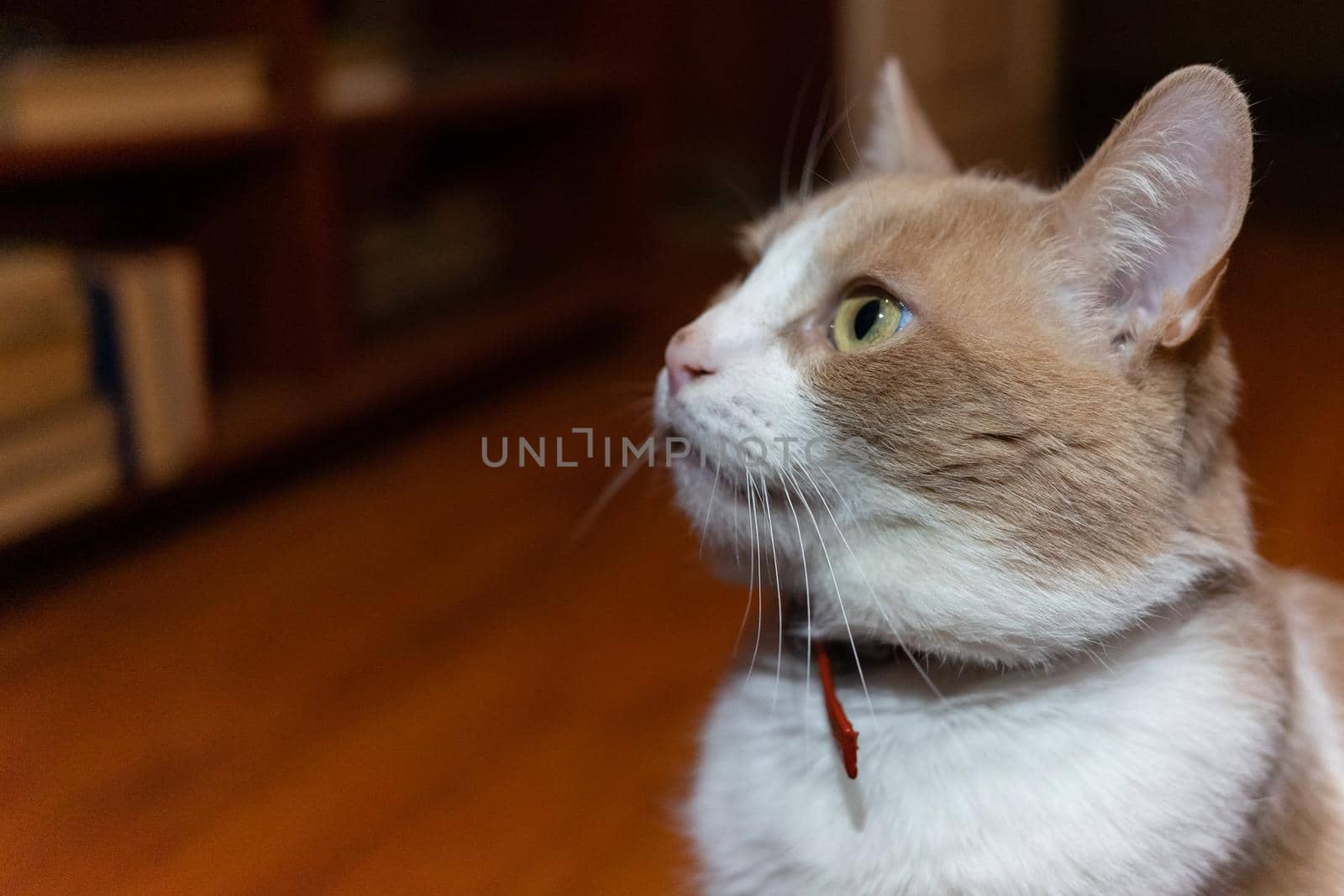 The white red cat looks intently to the side. The cat is photographed in profile by Serhii_Voroshchuk