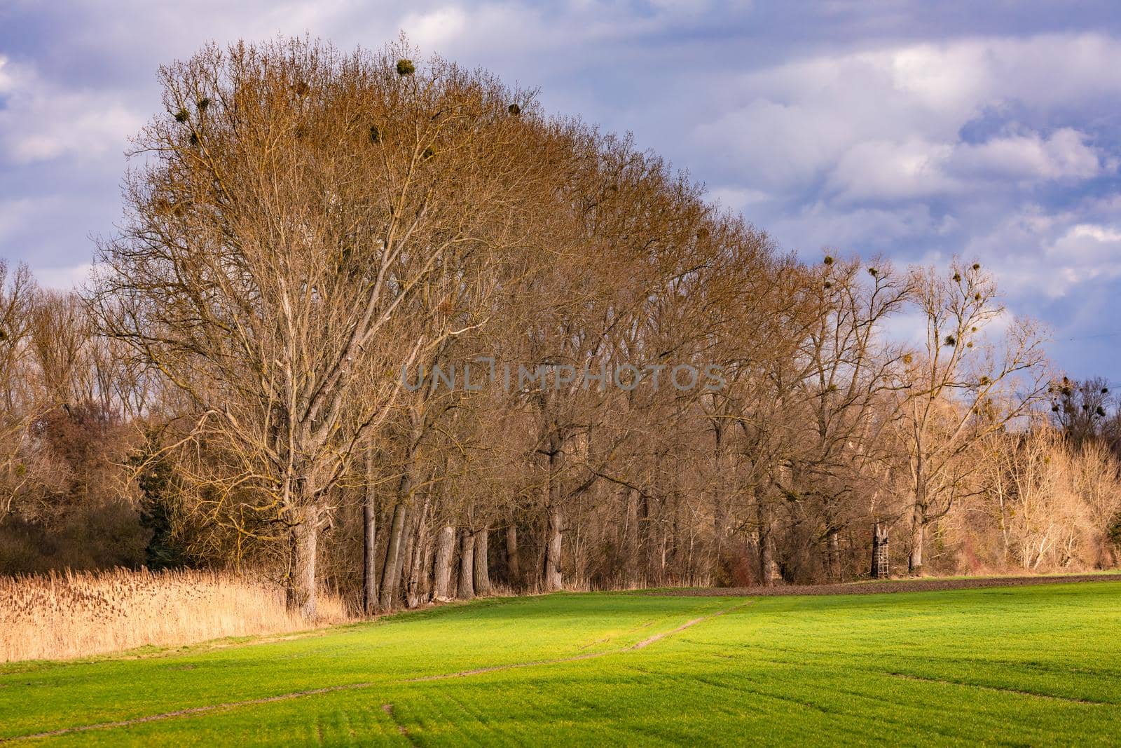 An agricultural field is lined with large trees in winter