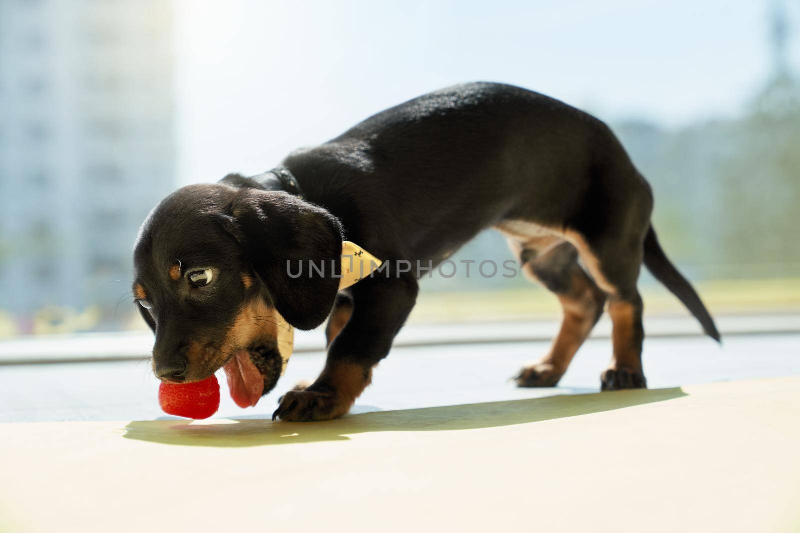Side view of black, little dachshund puppy with brown paws and neck standing, biting strawberry. Cute, funny dog eating, playing, wearing stylish collar. Concept of animals.