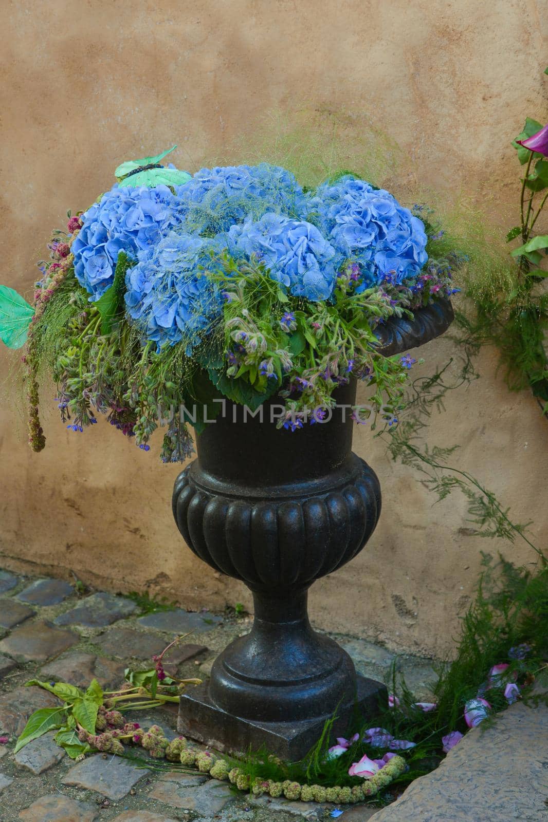 Blue hydrangea flowers in a pot