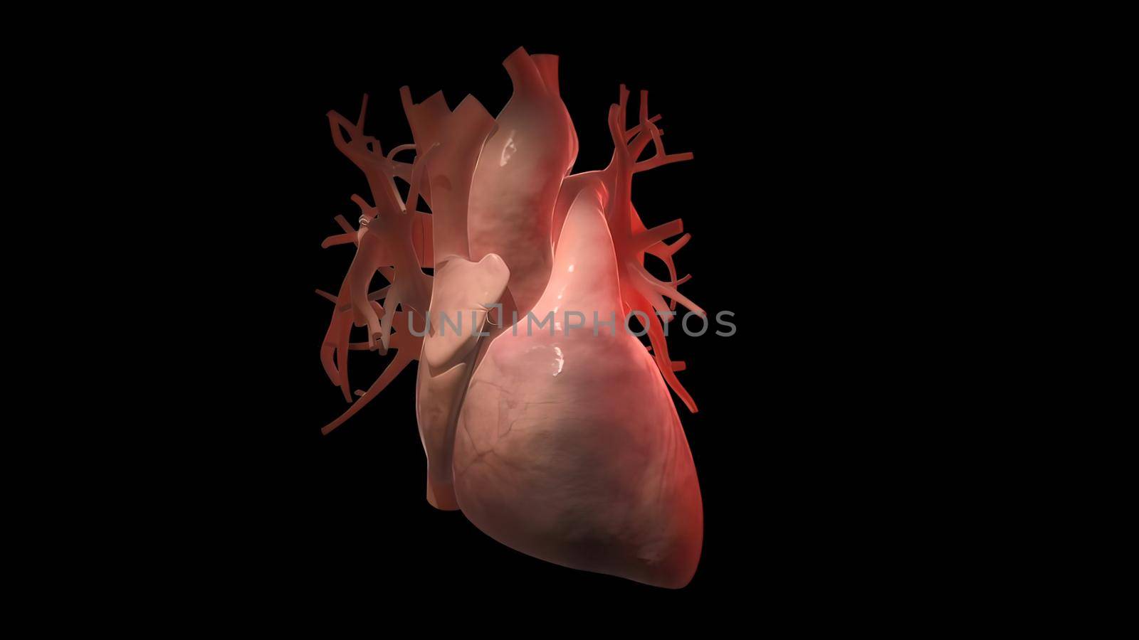 Cardiovascular system with beating heart 3d illustration