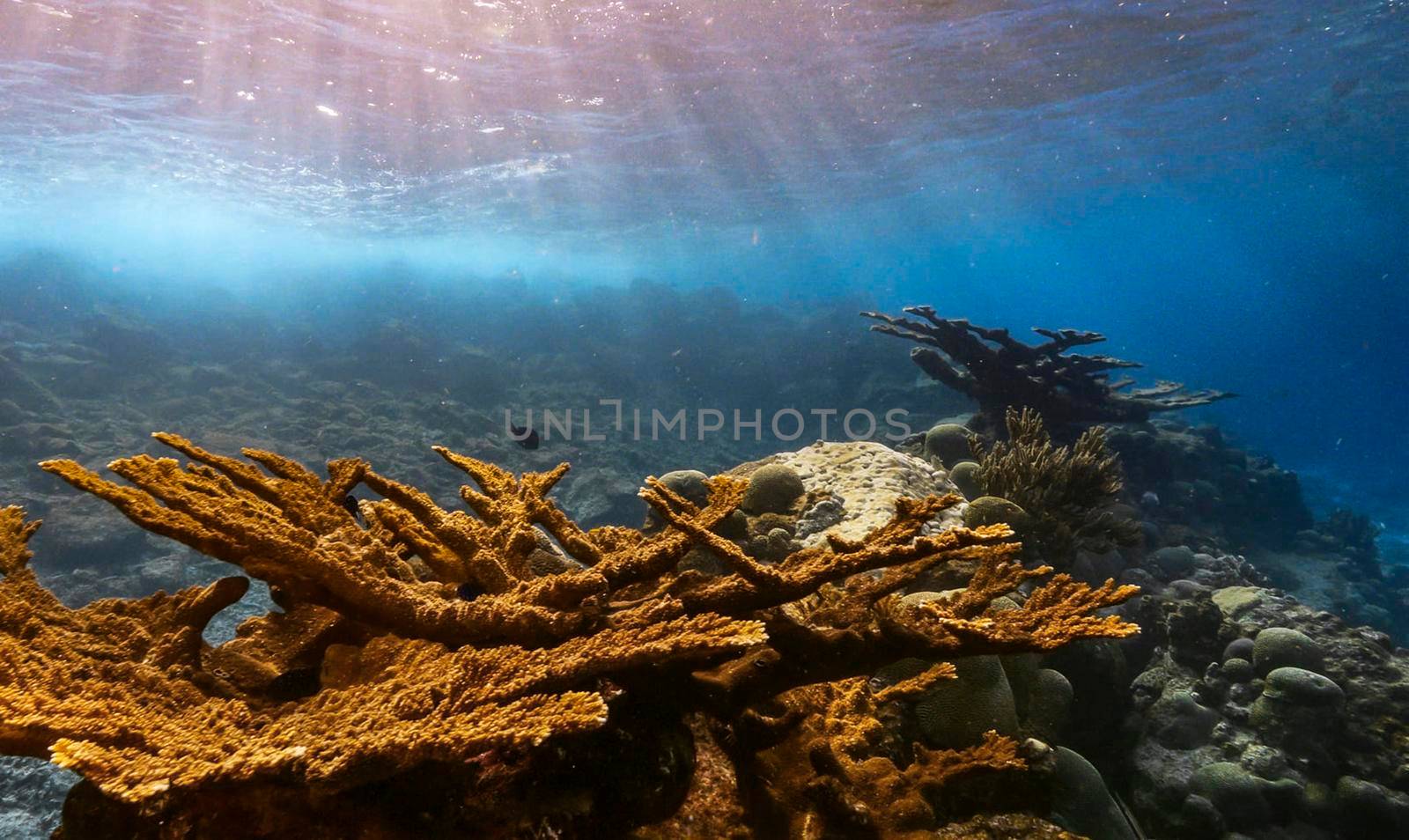 Underwater photoshoot by TravelSync27