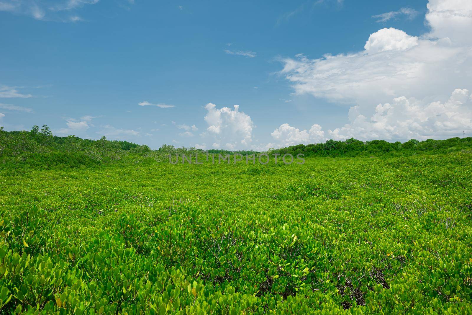 Group of tree background with sunny day blue sky white clouds by Sorapop