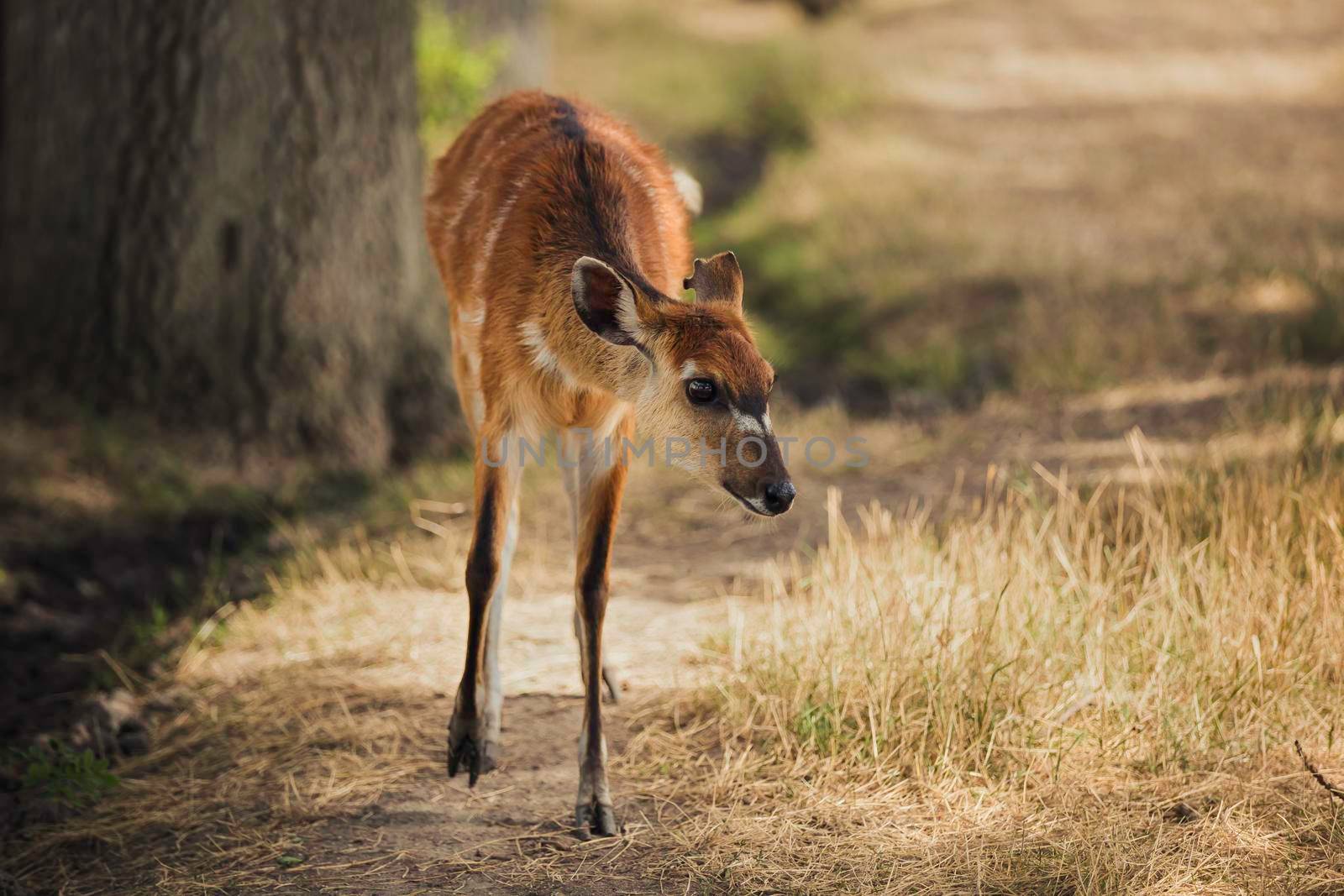 Roe deer walking along the path in the park