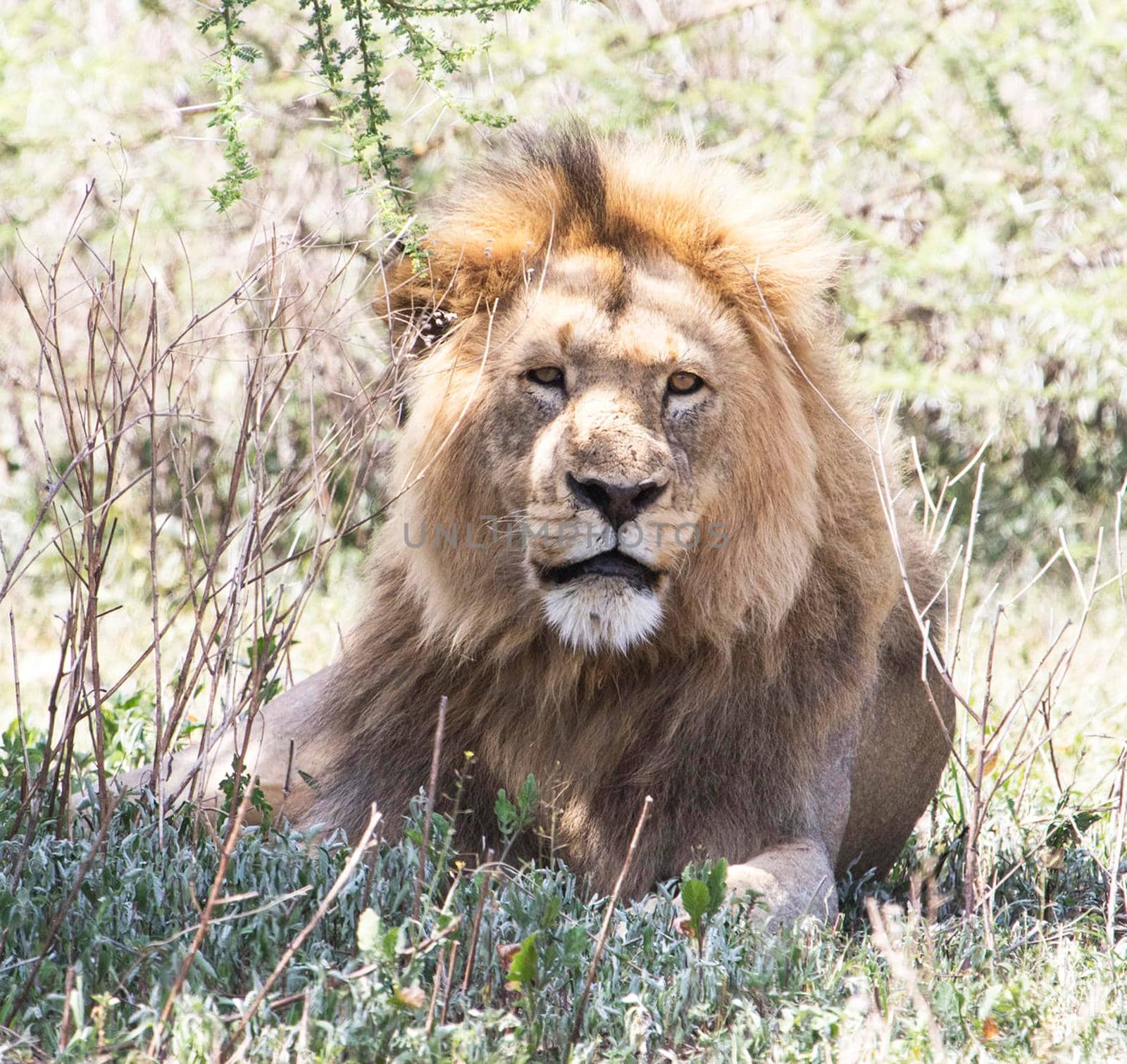 Wildlife photography is a genre of photography concerned with documenting various forms of wildlife in their natural habitat.