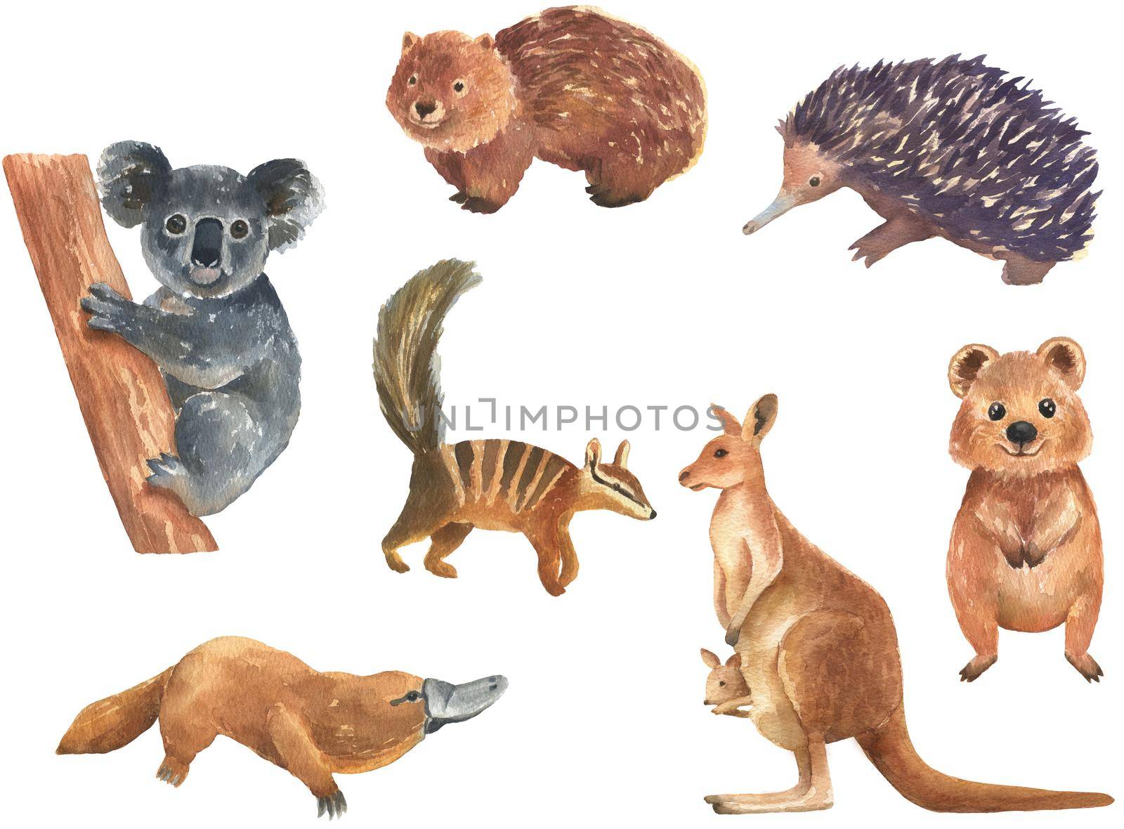 Set of Australian animals watercolor illustration isolated on white background. Cute hand drawn kangaroo, koala, wombat and quokka. Australia Day by ElenaPlatova