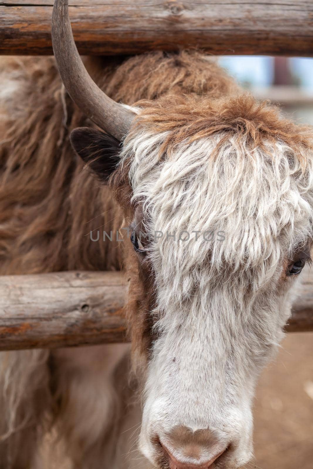 The head of a large cow or bull with horns. Portrait of a head of cattle on a farm. Breeding animals for dairy products or meat.