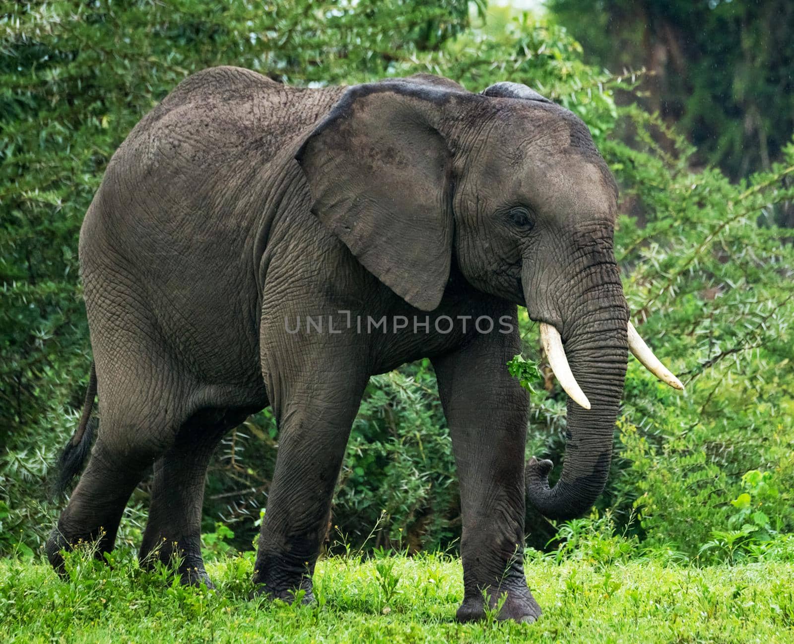 Wildlife photography is a genre of photography concerned with documenting various forms of wildlife in their natural habitat.