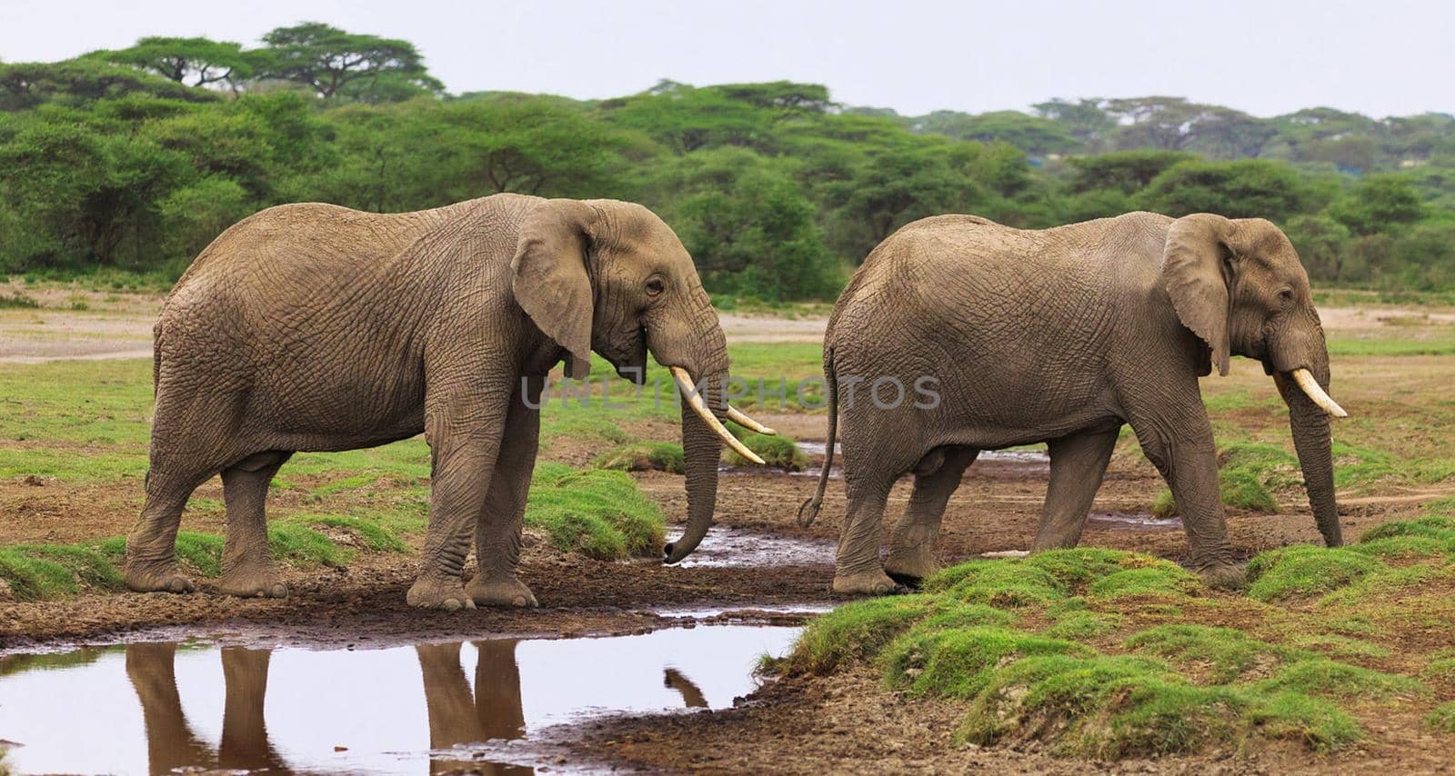 Wildlife photography is a genre of photography concerned with documenting various forms of wildlife in their natural habitat.