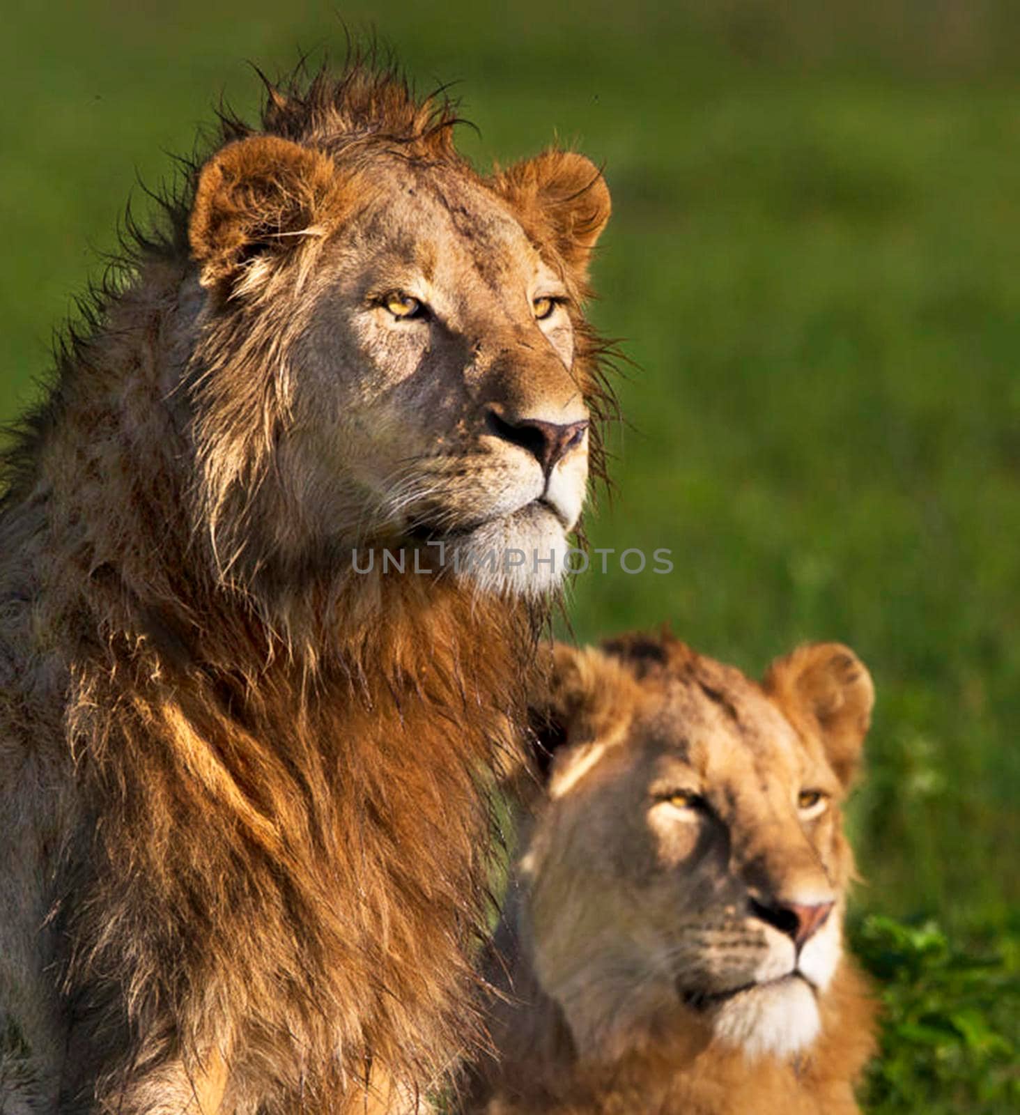 Wildlife photography is a genre of photography concerned with documenting various forms of wildlife in their natural habitat.