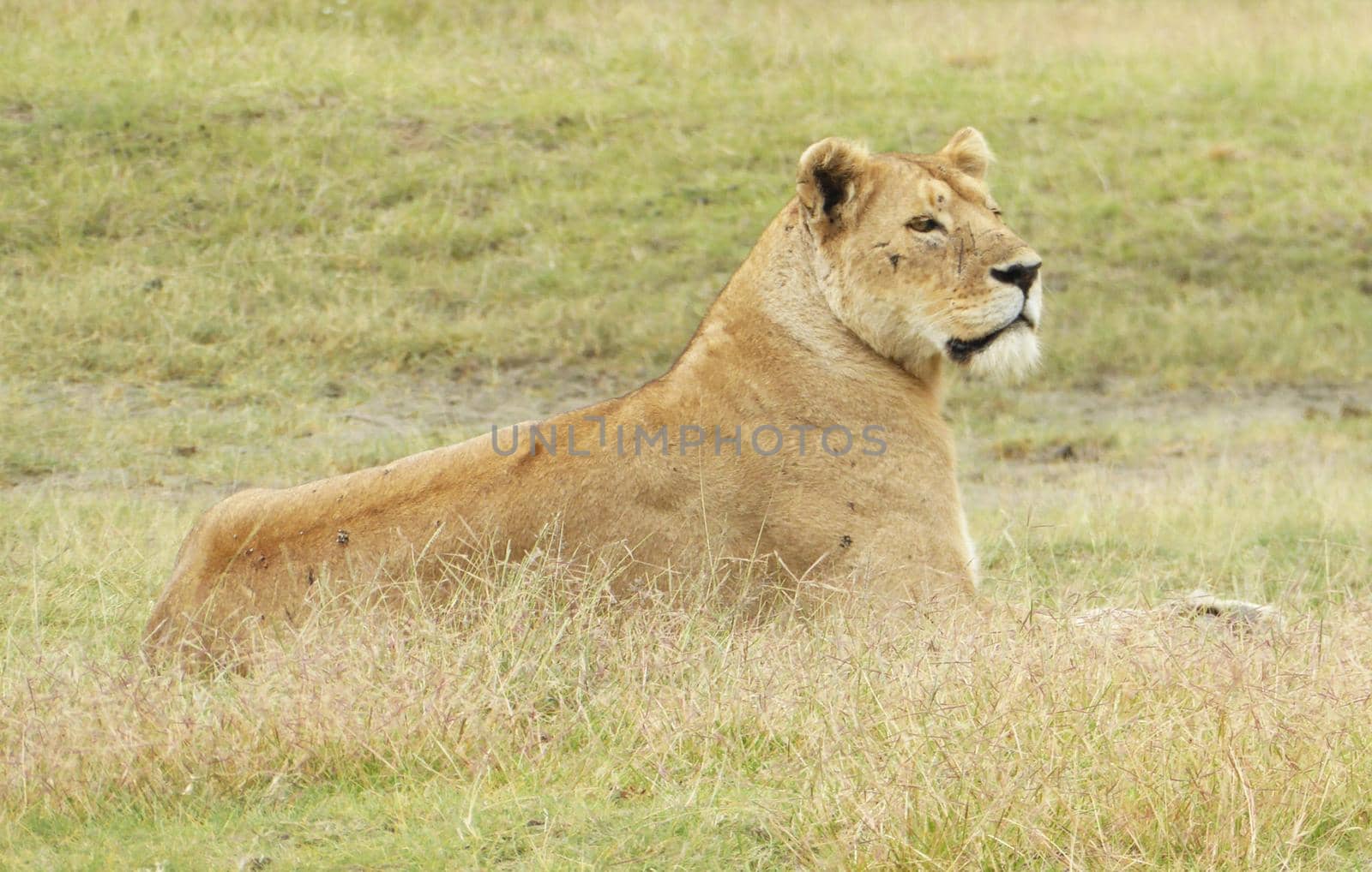 Wildlife photography is a genre of photography concerned with documenting various forms of wildlife in their natural habitat.