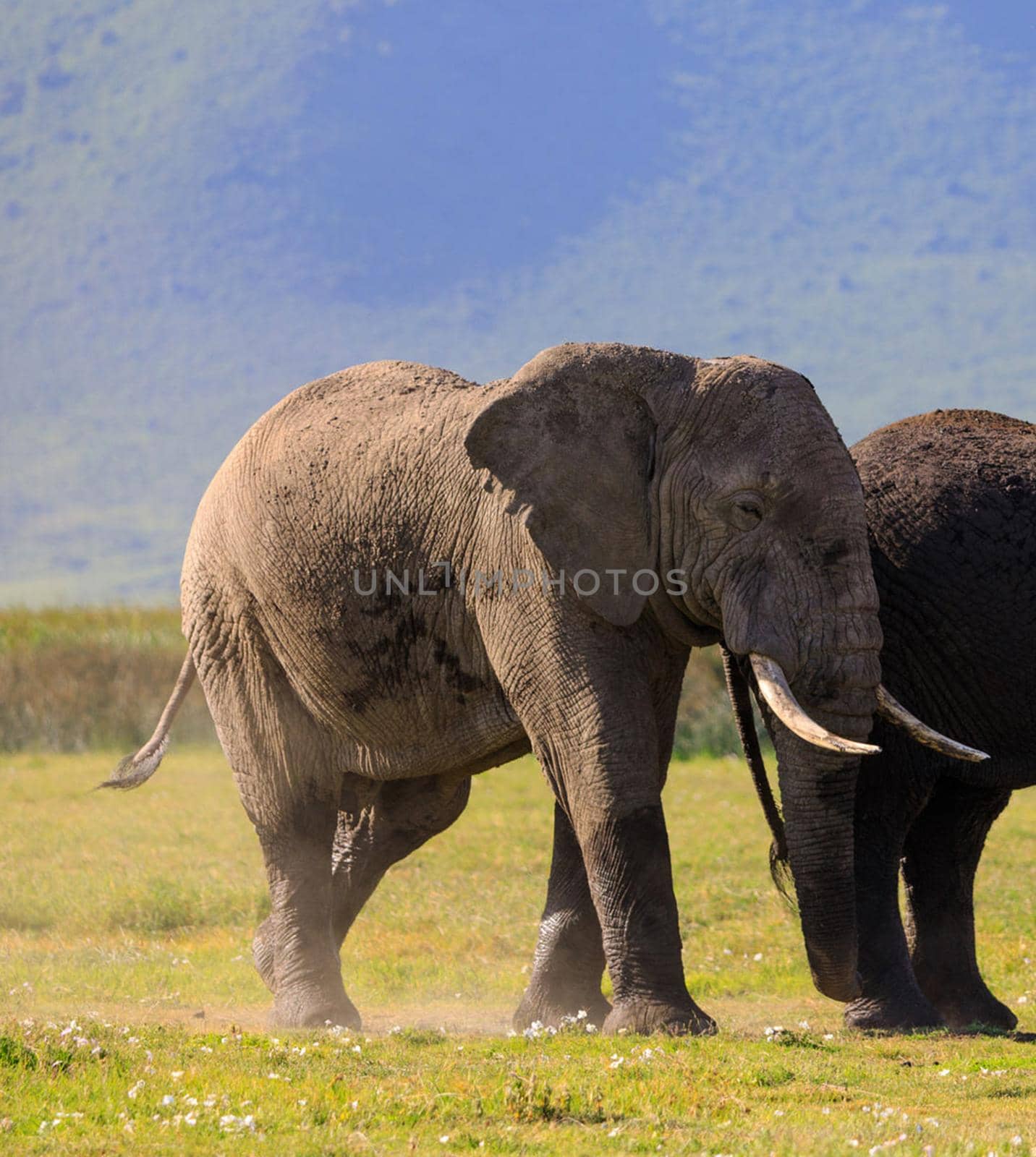 Wildlife photography is a genre of photography concerned with documenting various forms of wildlife in their natural habitat.