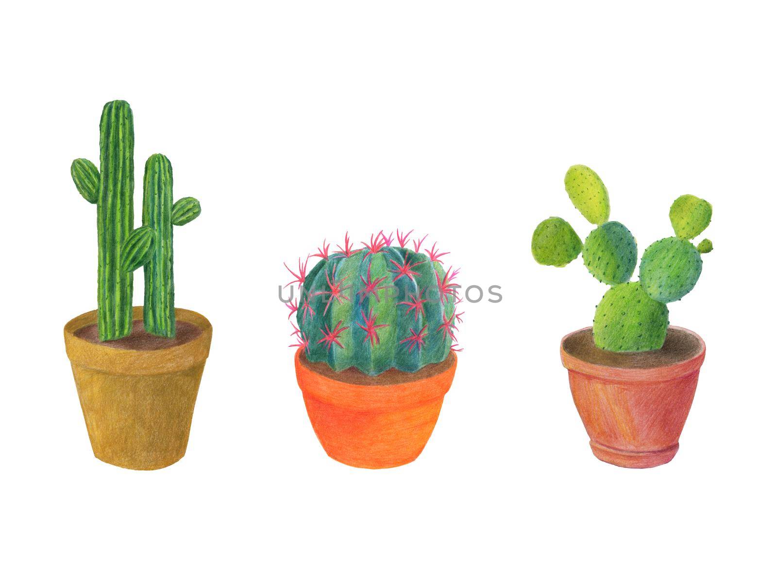 Cactus hand drawn illustrations. Home plant in pot. Cute potted cacti isolated on white background