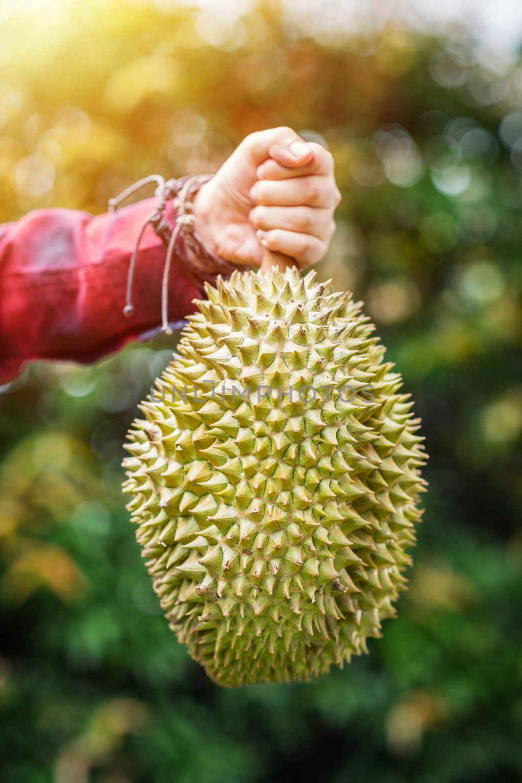 Mon Thong durian fruit in hand by norgal