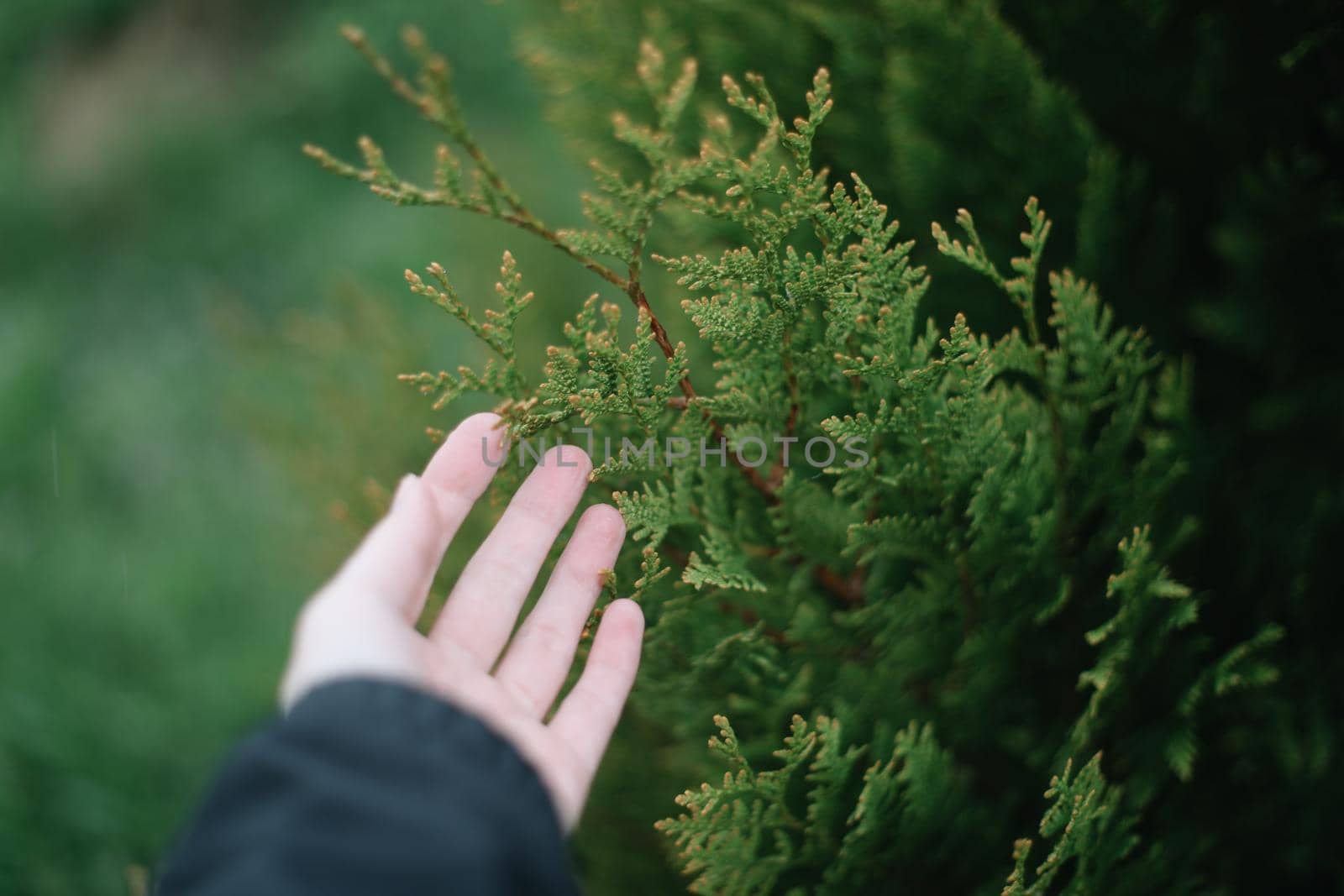 Close-up of bright green texture of natural greenery of the needles of Thuja occidentalis. Selective focus. Interesting nature concept for design