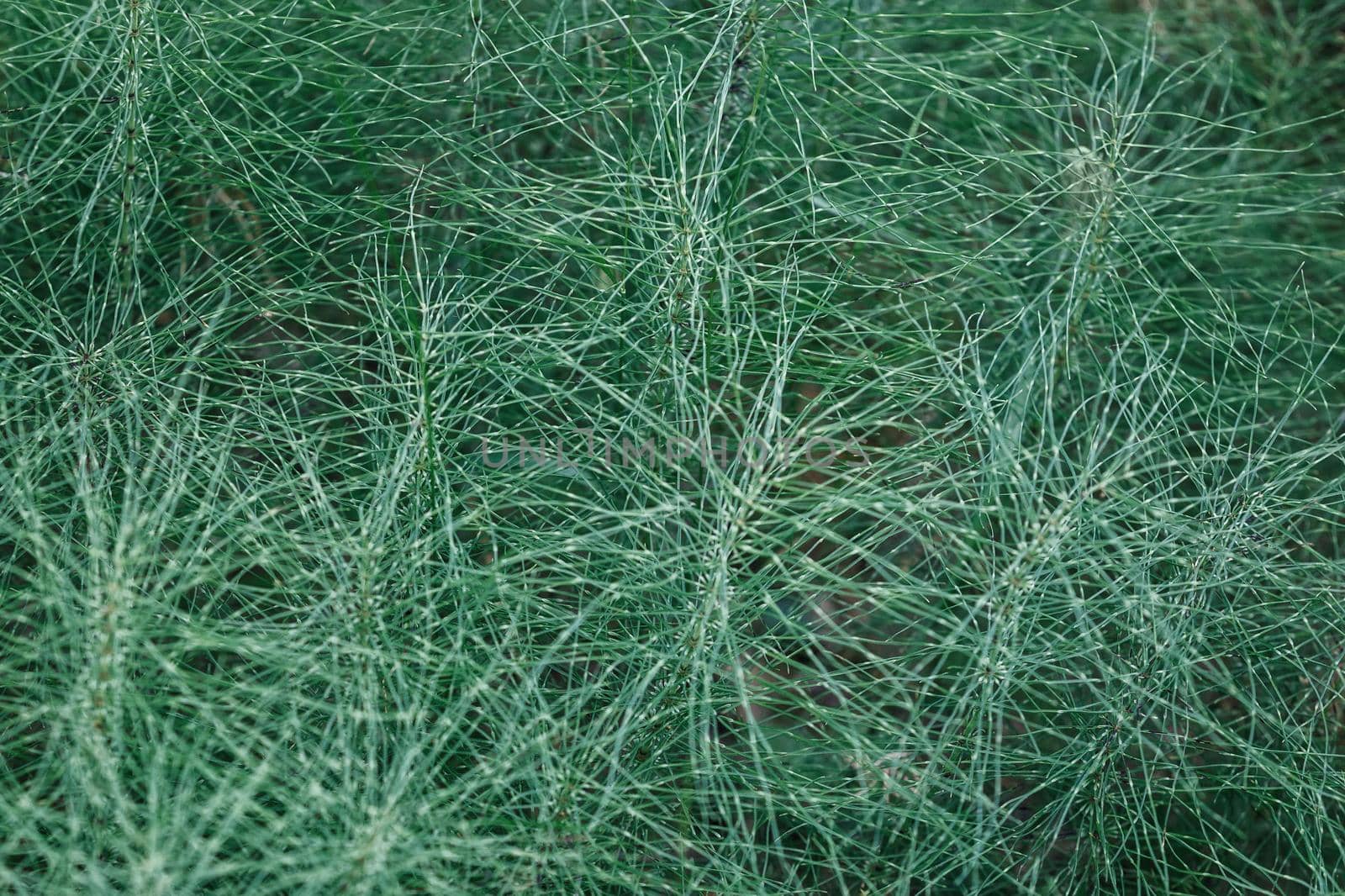 Natural horsetail herb background. Riesen-Schachtelhalm Equisetum telmateia by Lincikas