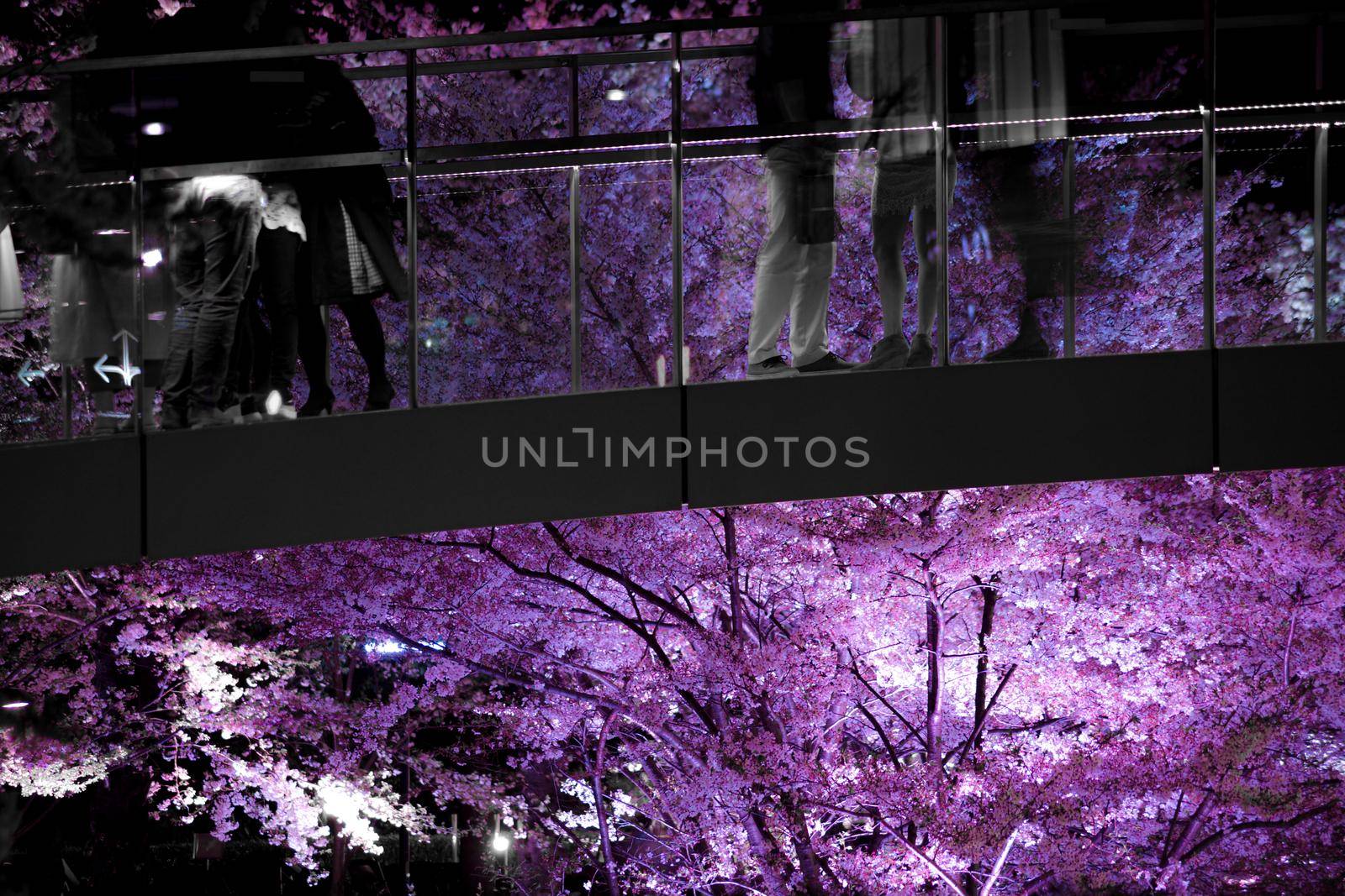 Silhouette of cherry blossoms and people. Shooting Location: Tokyo metropolitan area