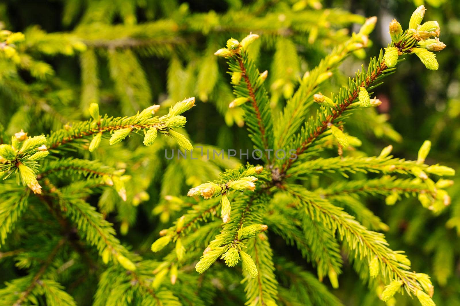 young buds and shoots on the branches of a green Christmas tree by audiznam2609