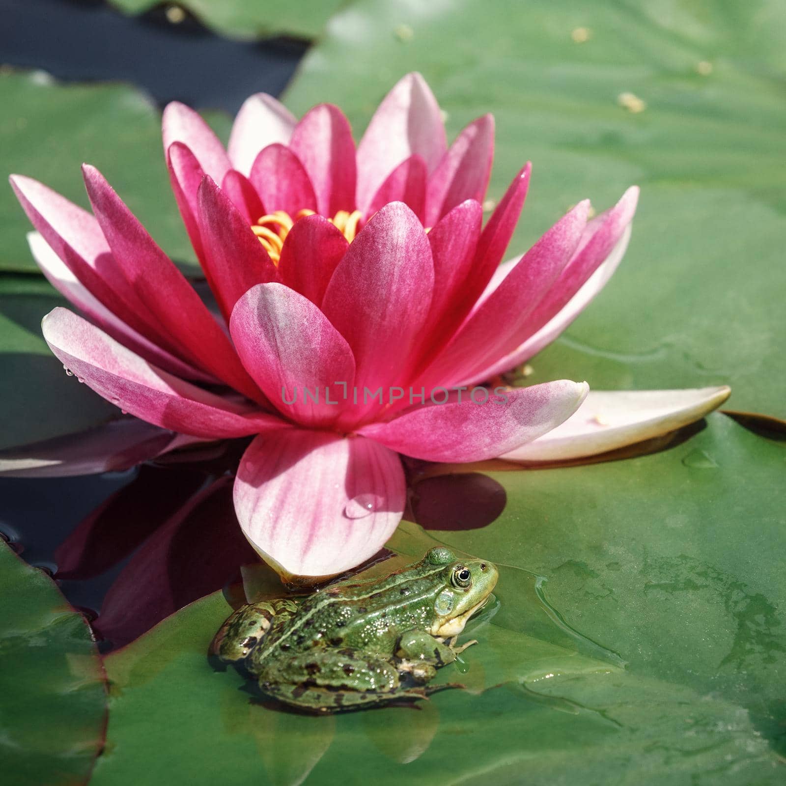 A pink lily flower and a green frog sitting on a green leaf next to it. Proportions of photo is 1:1 square.