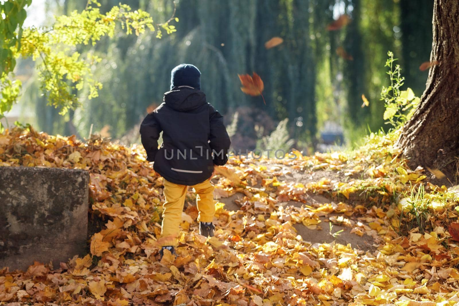 Little boy in a sunny autumn park walking among the falling yellow leaves. Back to school. Selective focus.