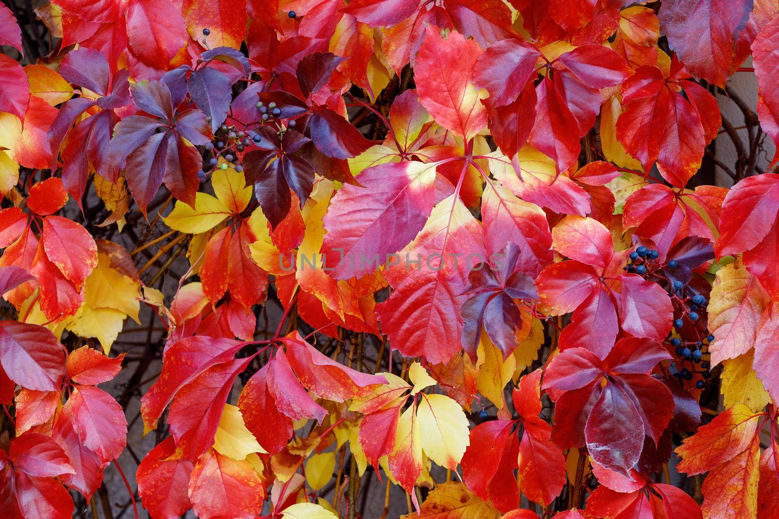 Autumn colours of the Parthenocissus tricuspidata climbing on a garden wall. by Lincikas