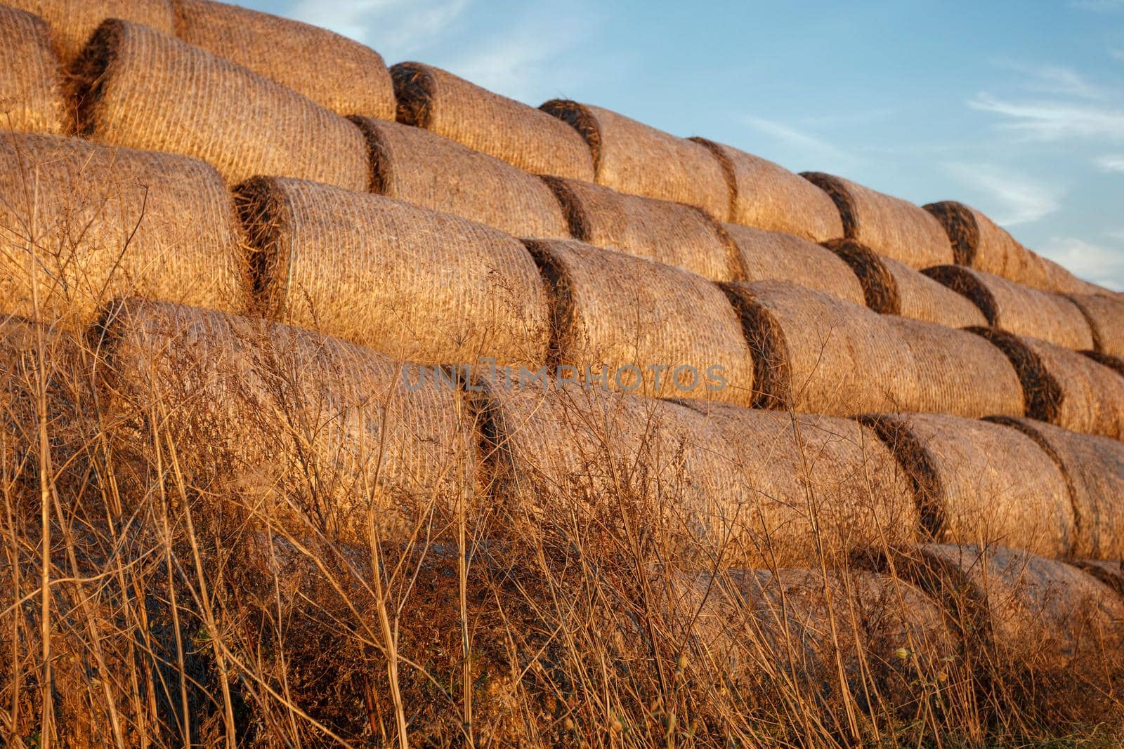 Straw or hay stacked in a field after harvesting. Straw bale wall.