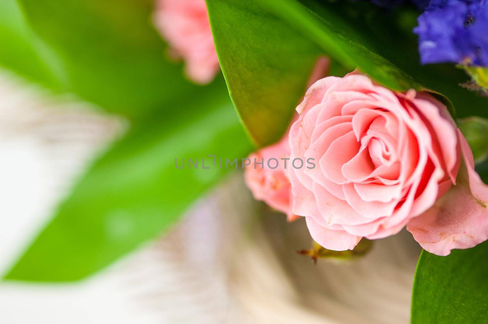 A closeup of a beautiful fresh fragrant pink rose