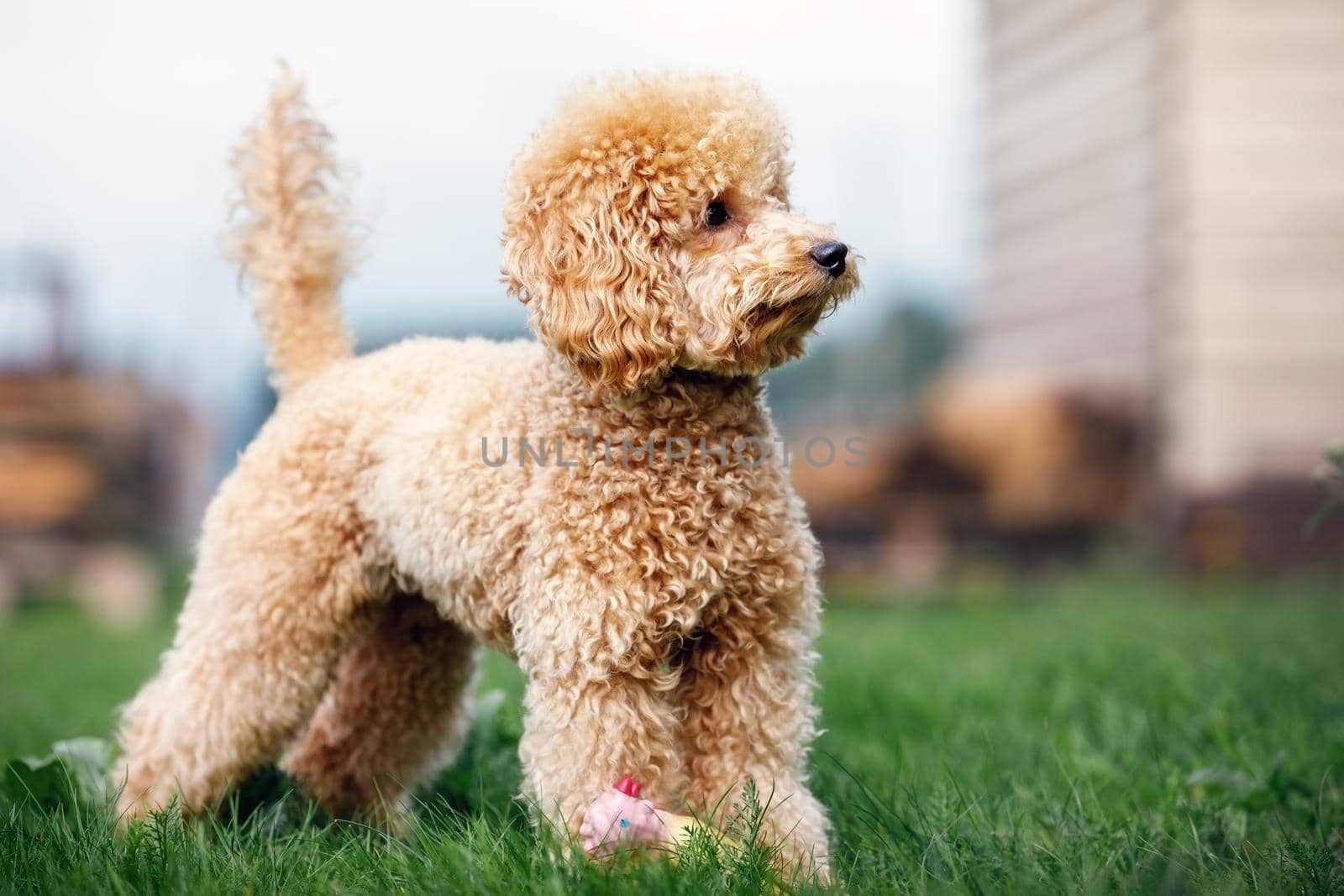 A portrait of a peach-colored little poodle puppy standing in the yard on the grass and looking into the distance.