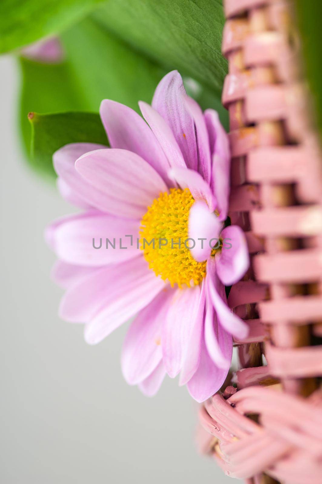 A closeup shot of pink flower in pot