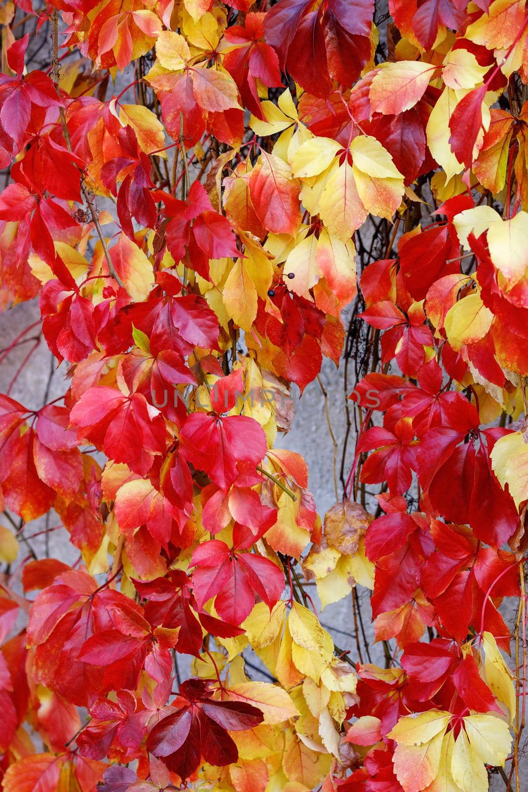 Autumn leaves of red Virginia creeper (Parthenocissus quinquefolia). Close up. Selective focus. by Lincikas