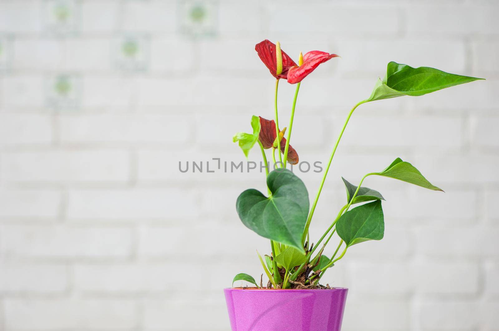 A closeup shot of beautiful Anthuriums isolated on a white background