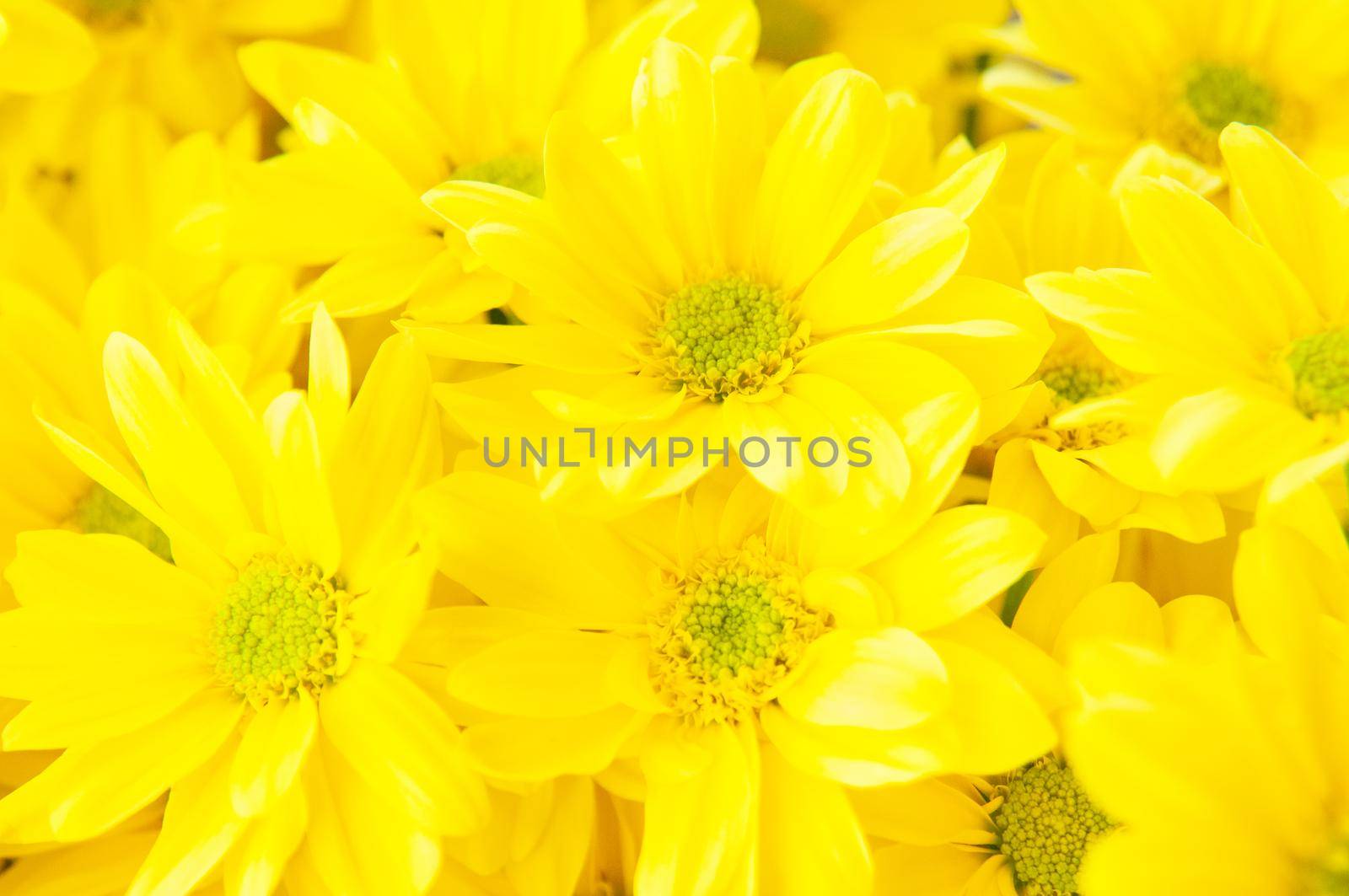 A closeup shot of a bunch of daisy flowers with yellow petals and a green pollen