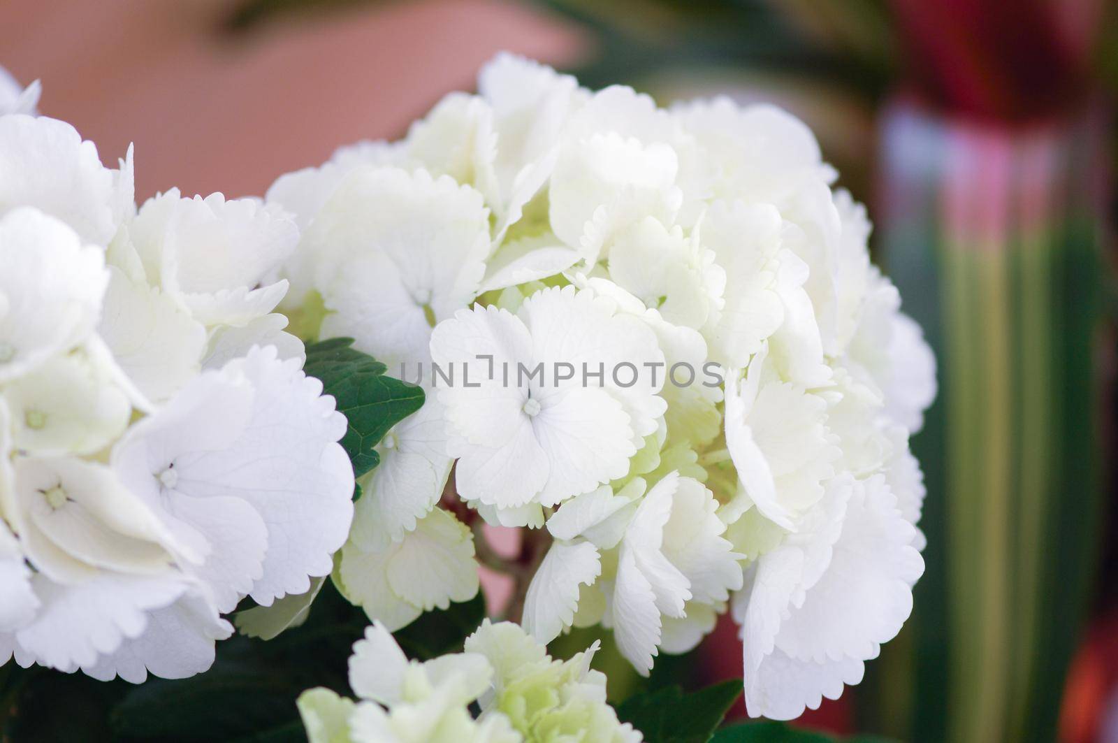 A selective focus shot of white hydrangea